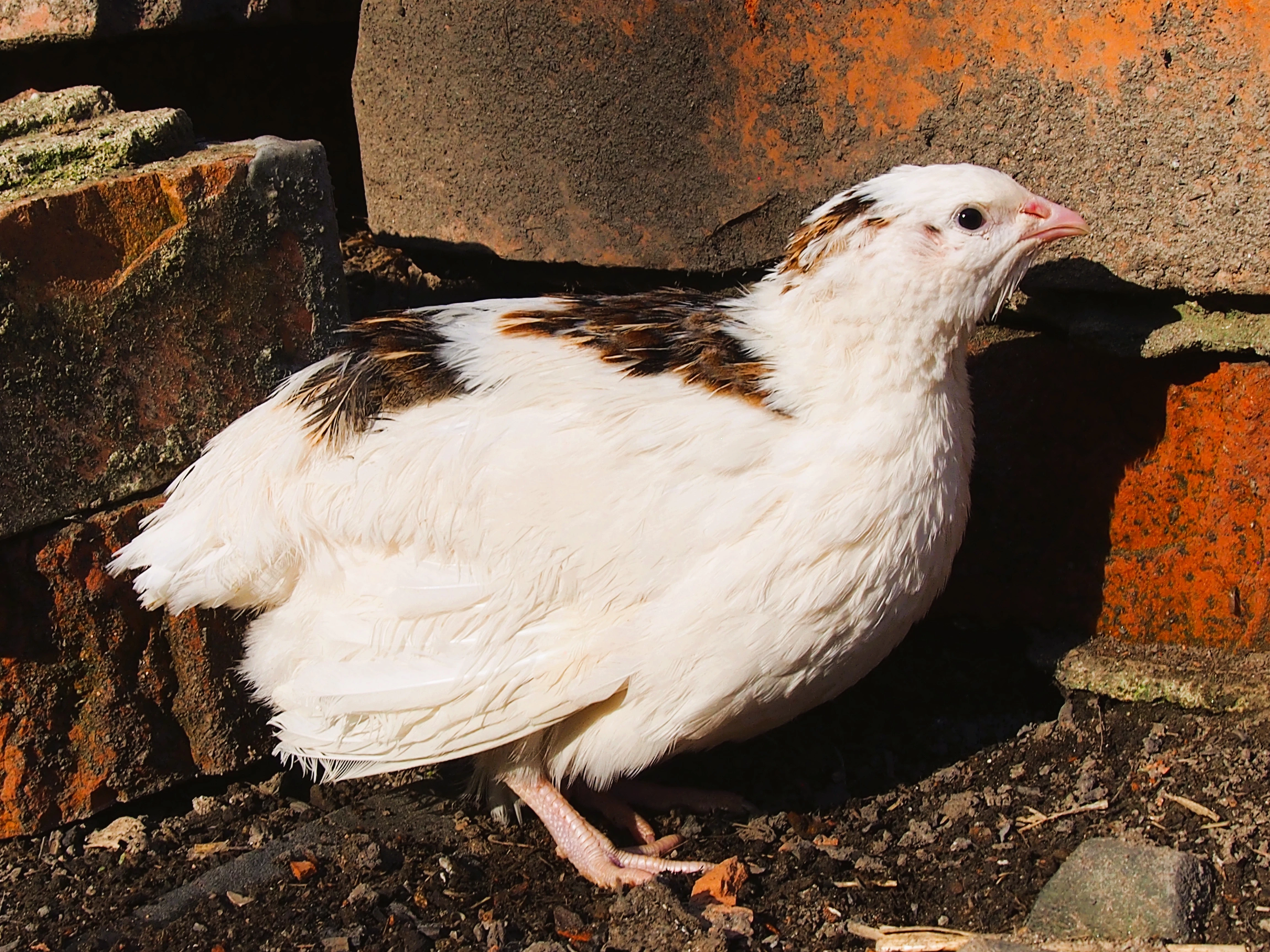 Texas Brojler Křepelky (USA) - Vejce do líhně - novinka