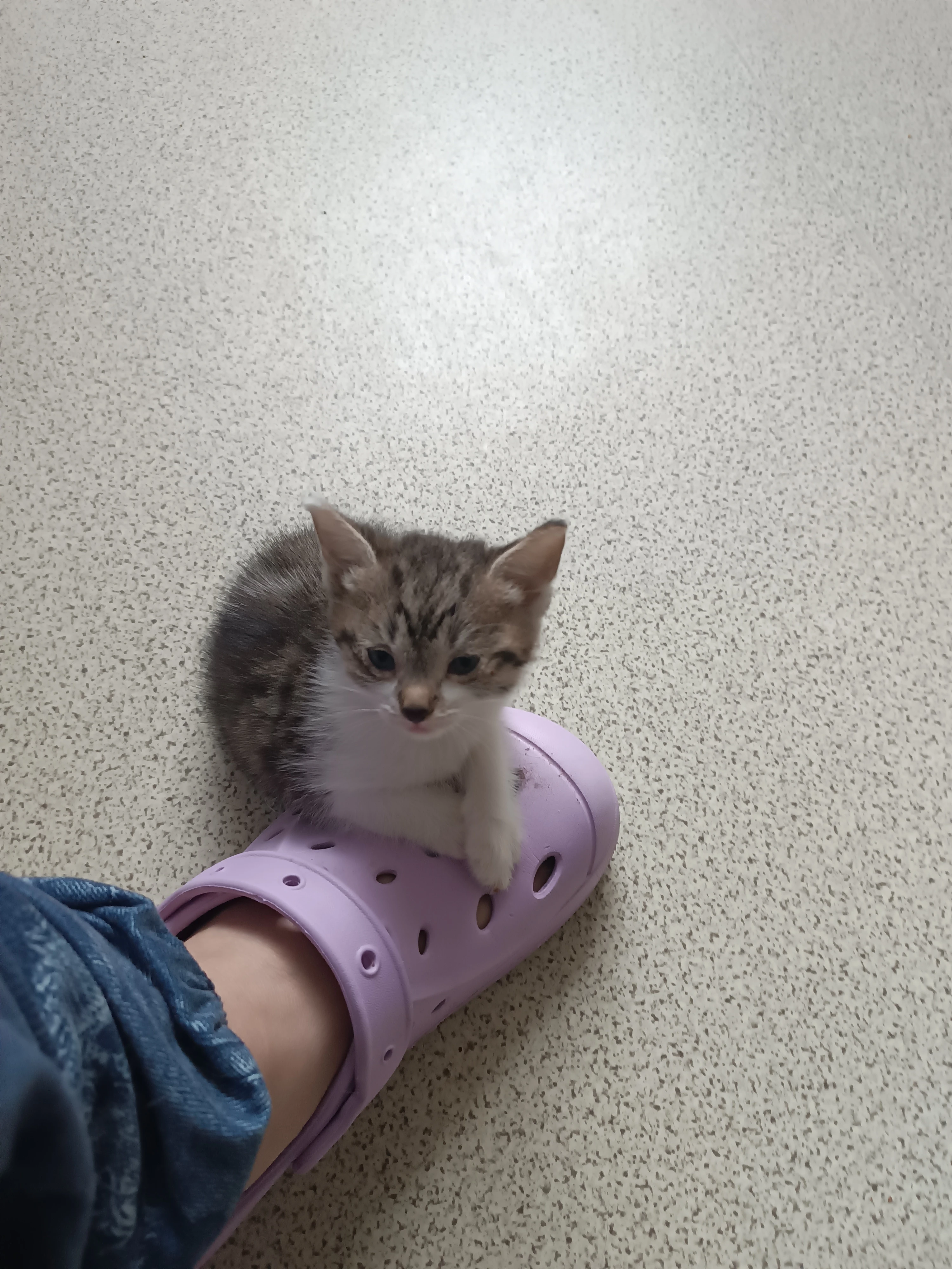 Nabízím 4 měsíční kočičku