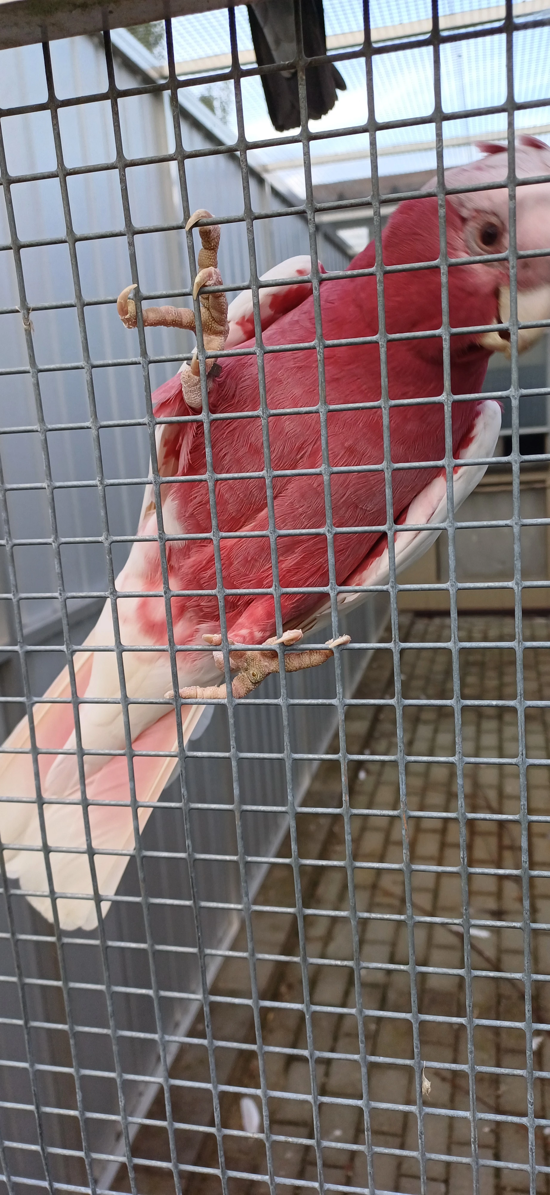 Kakadů růžový, letošní  mláďata s DNA. Přírodní někteří ručně dokrmení.