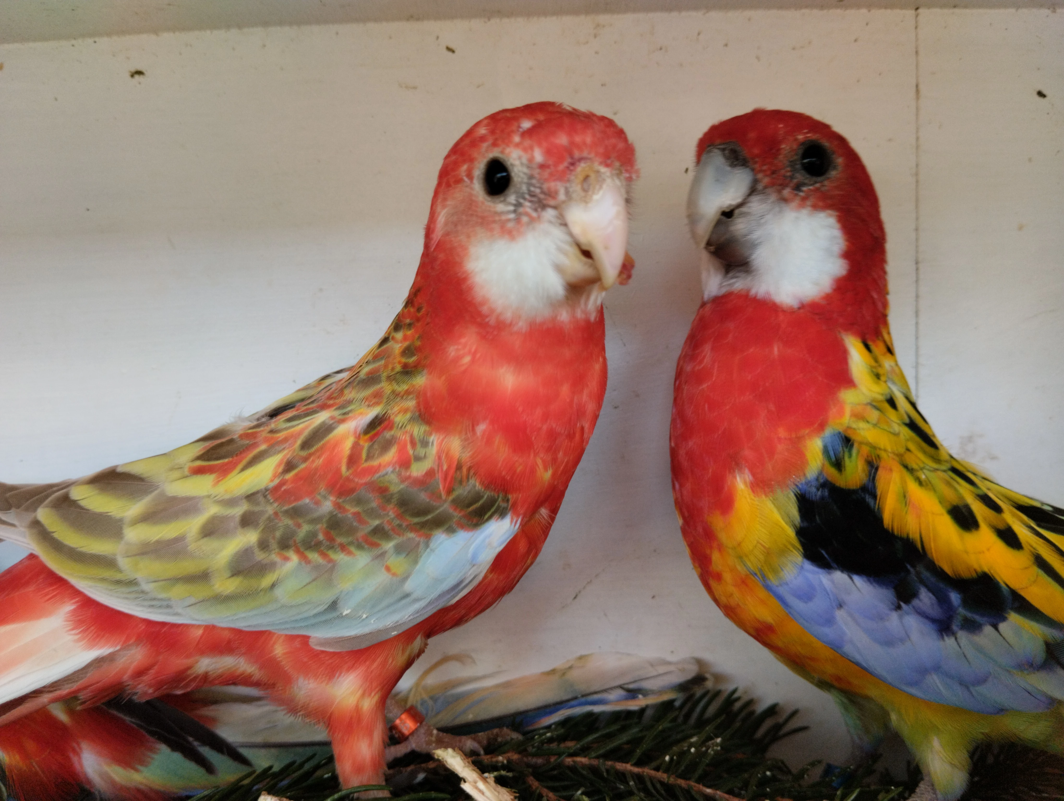 Rosely pestré štěpitelný černý