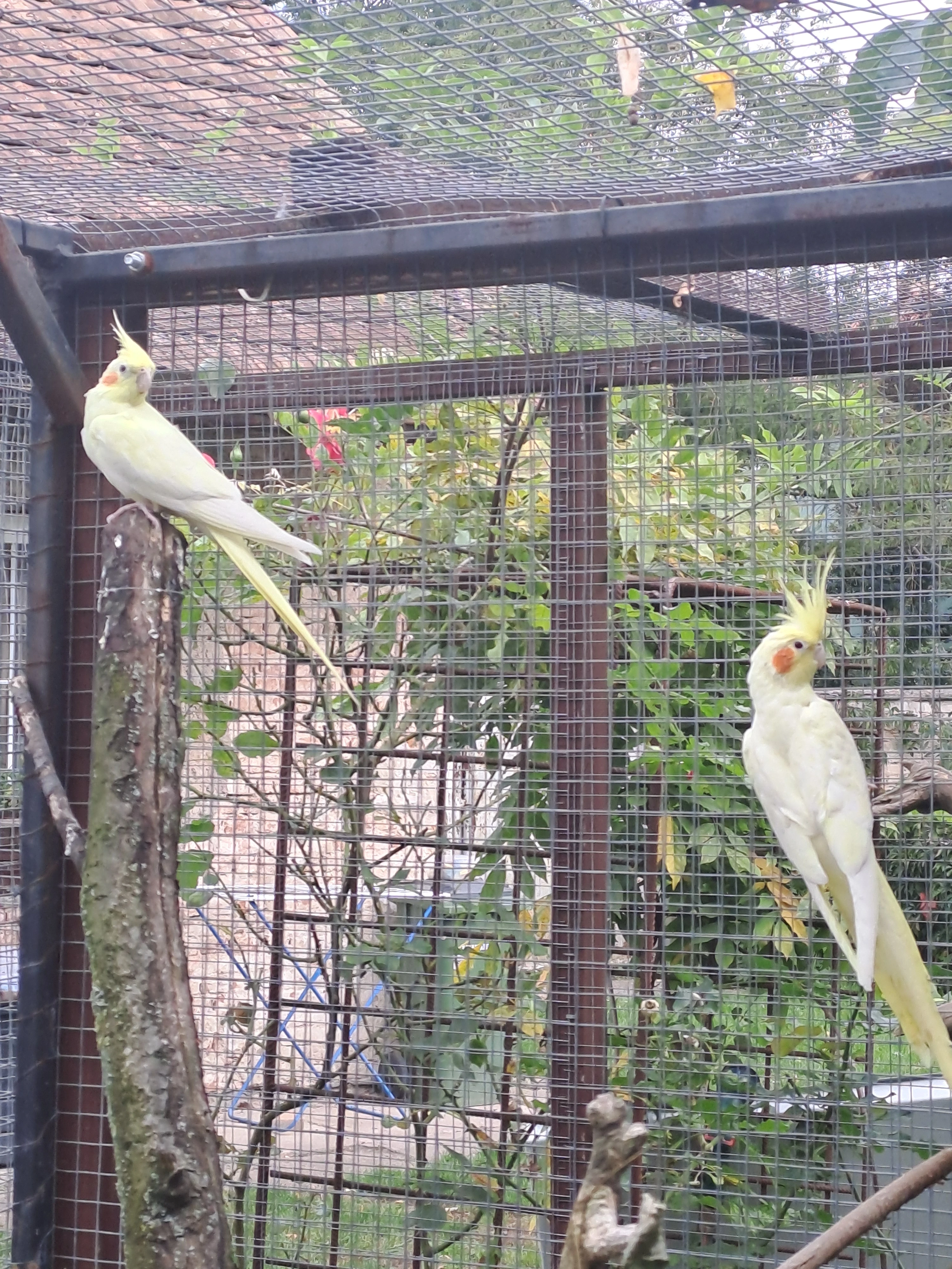 Prodám korely lutino - levně, spěchá