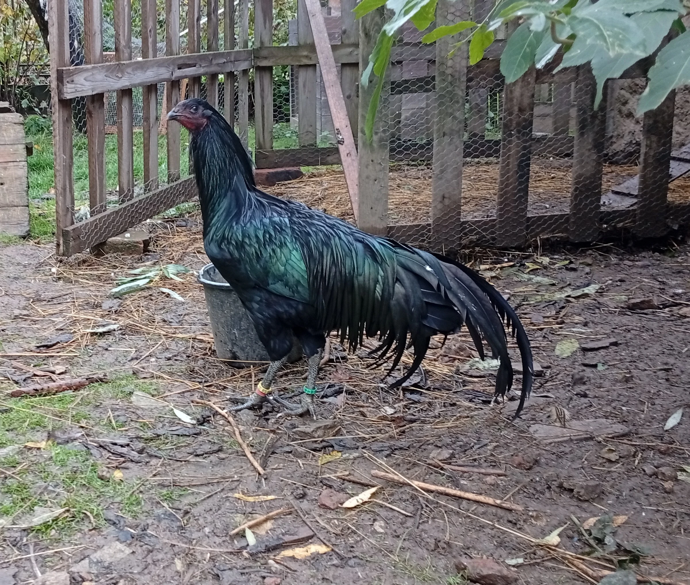 Kmen Sumatránka velká černá 1.2 (kohout, dvě slepice)