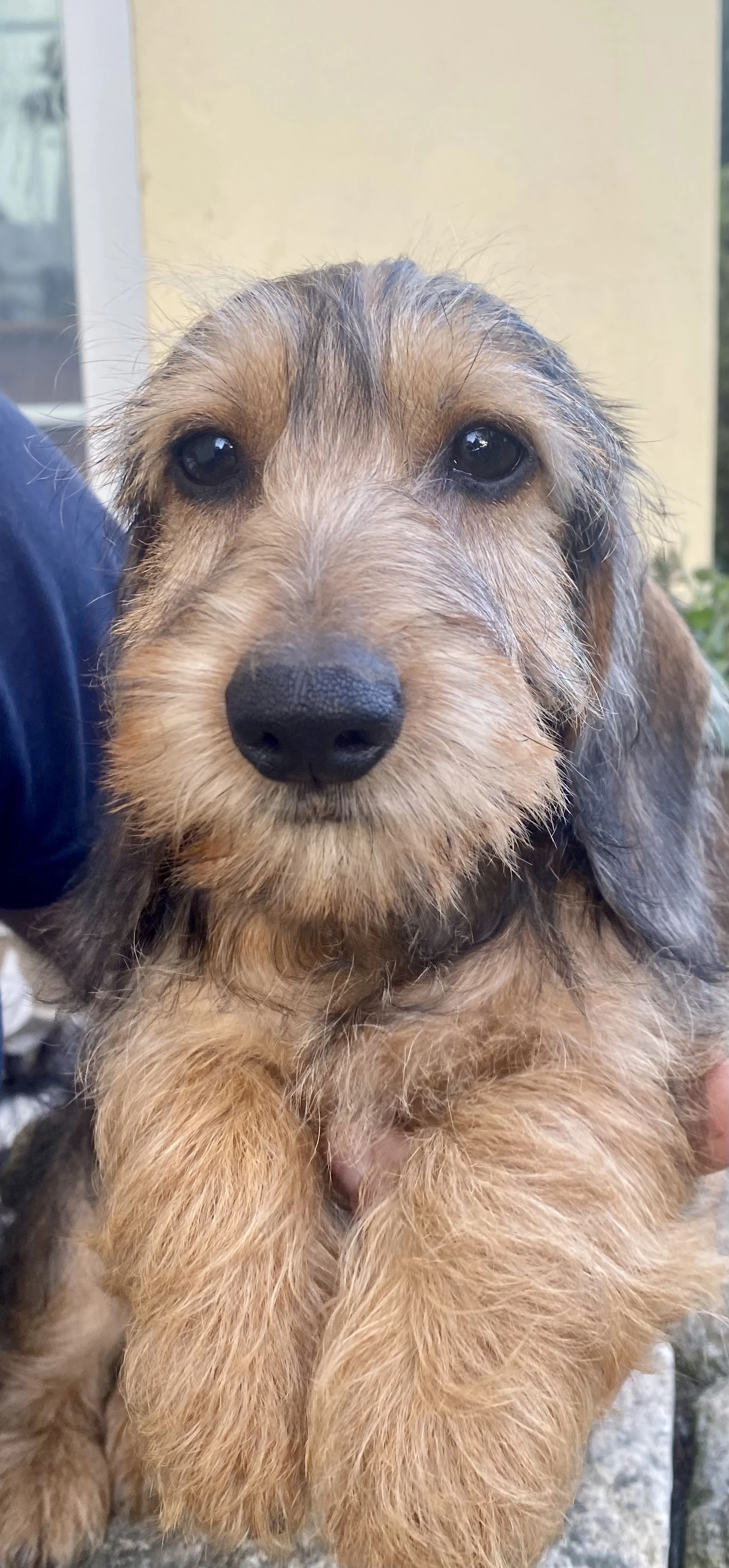 Jezevčík drsnosrstý trpasličí/ králičí