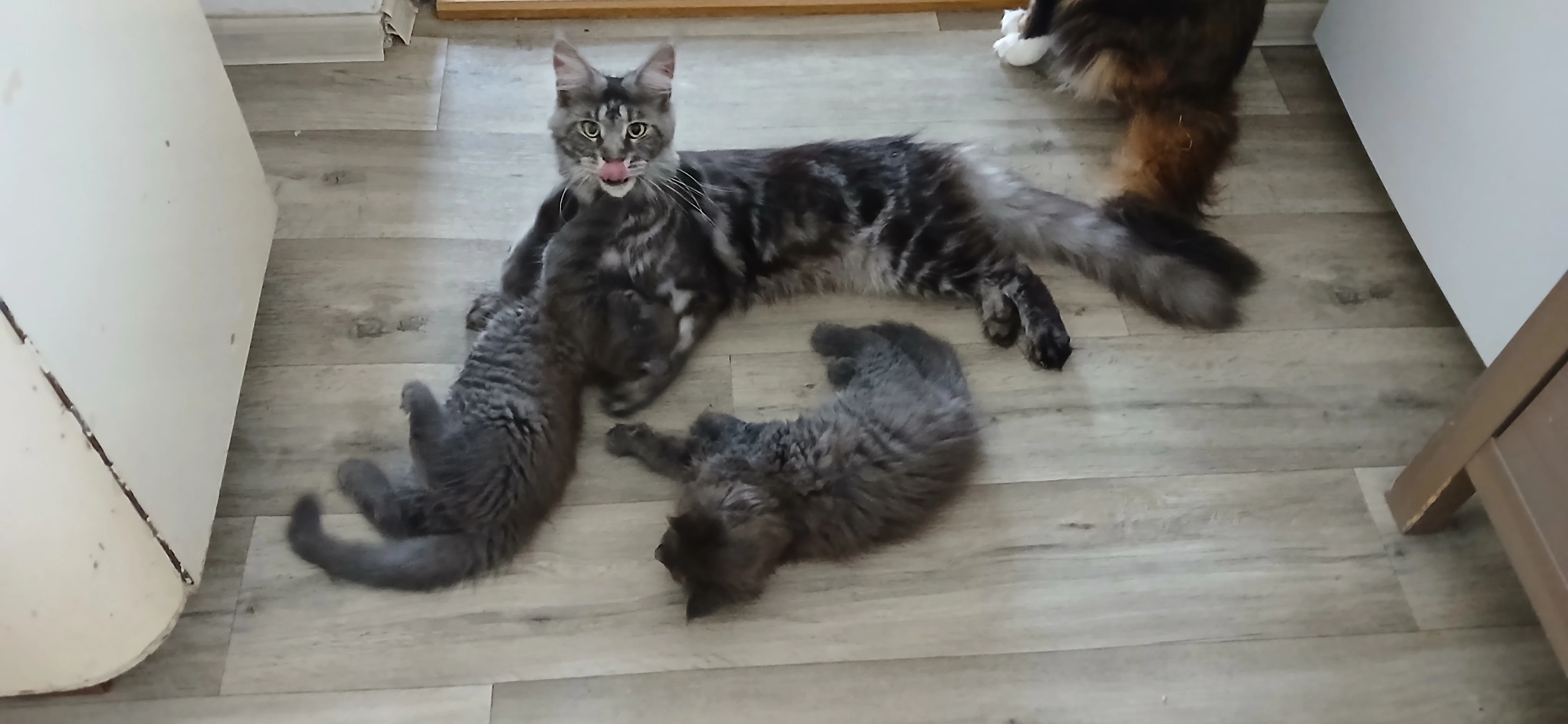 Prodám poslední modrou holčičku