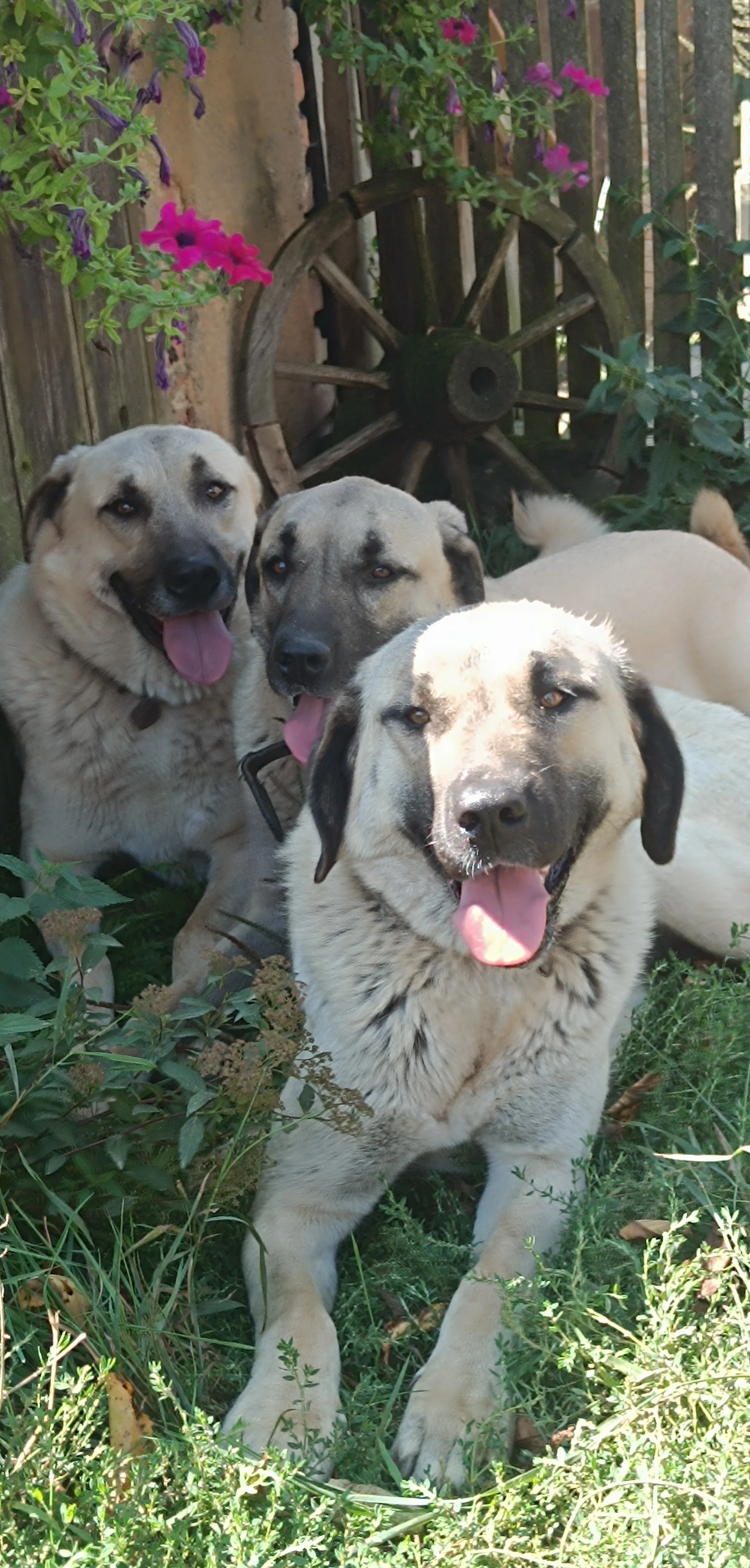 Kangalský pastevecký pes - štěňátka k rezervaci