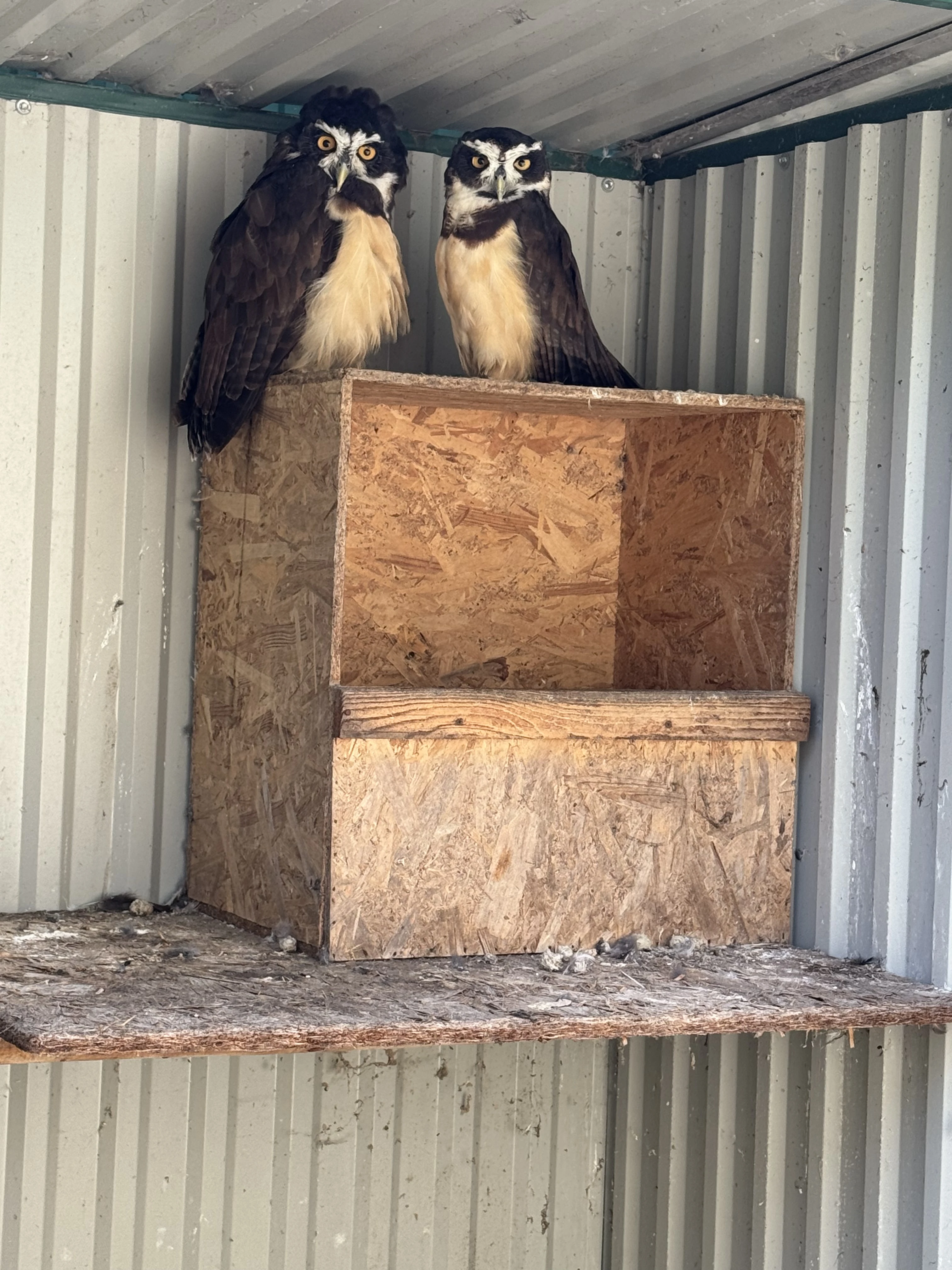 Sova okuliarnata / Pulsatrix perspicillata / - chovny par