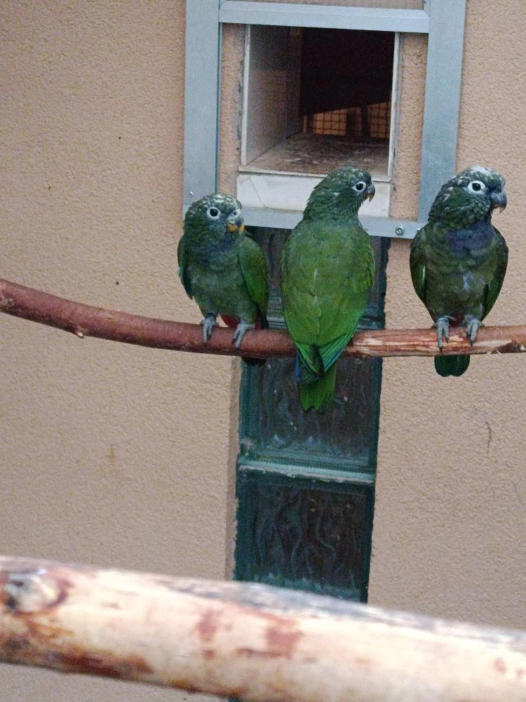 Amazonek šupinkový