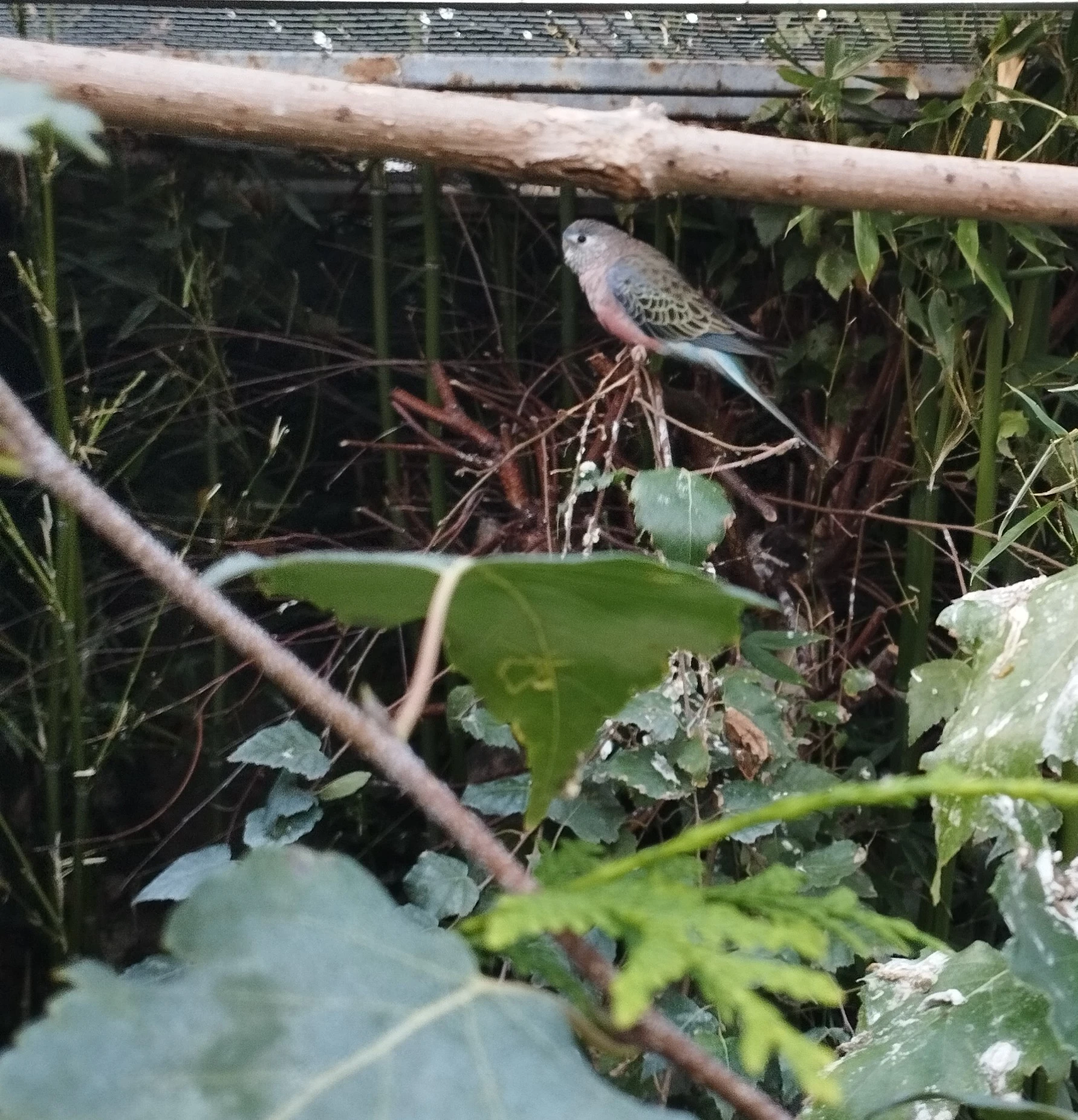 Chovný pár neofém