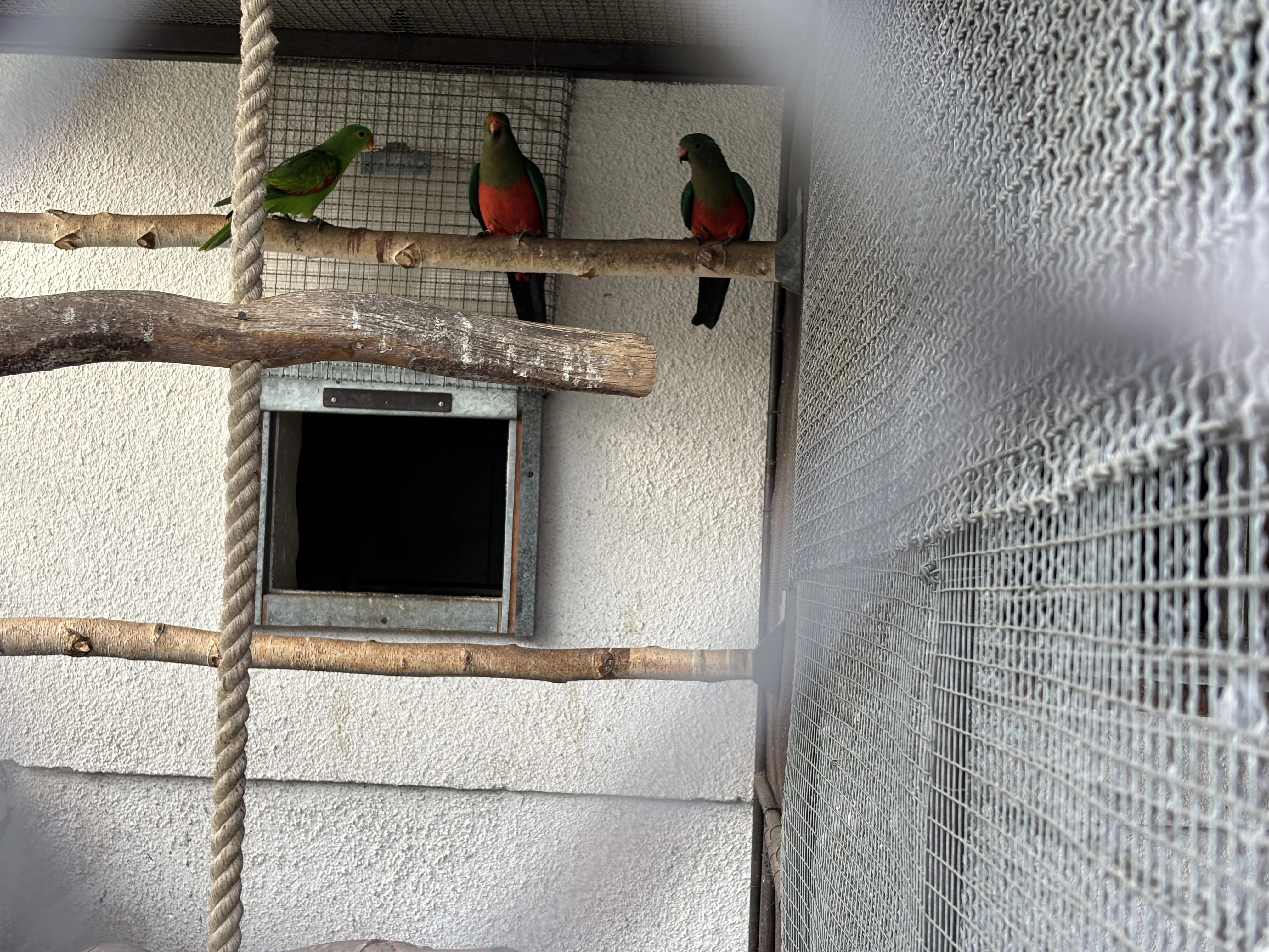 Papošek Královský , Červenokřídlý