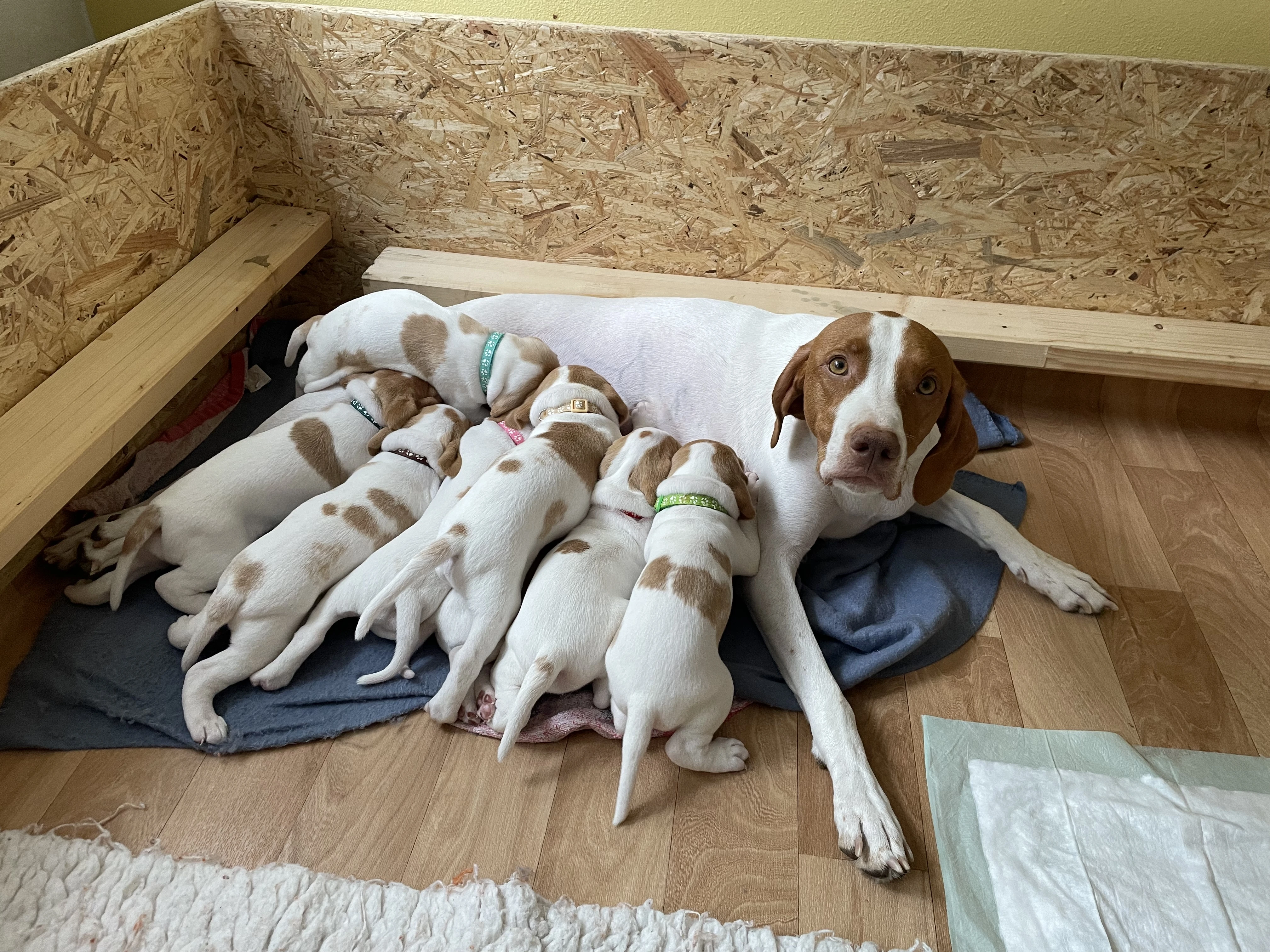 Saintgermanský ohař