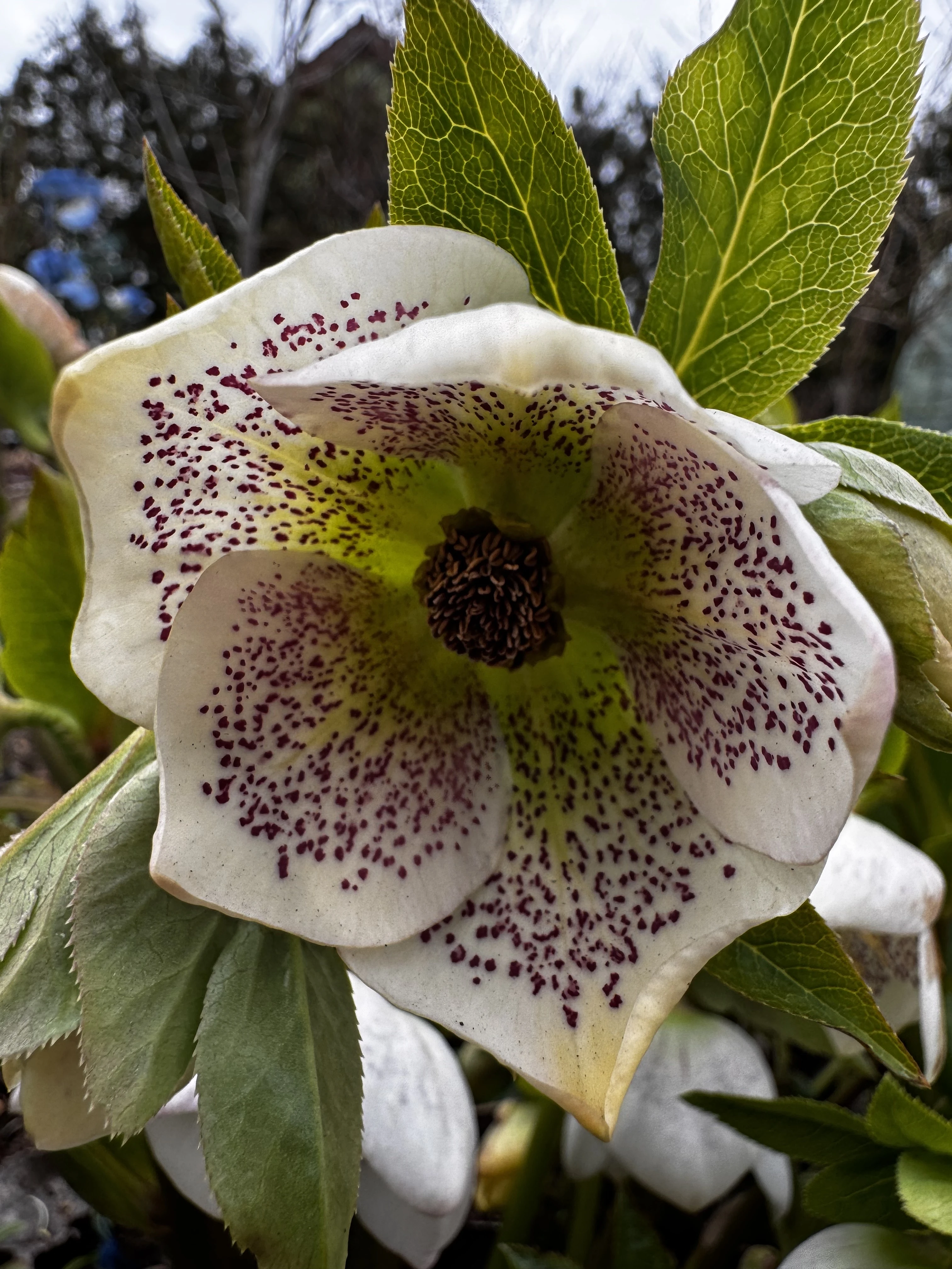 Čemeřice Pretty Ellen Spotted