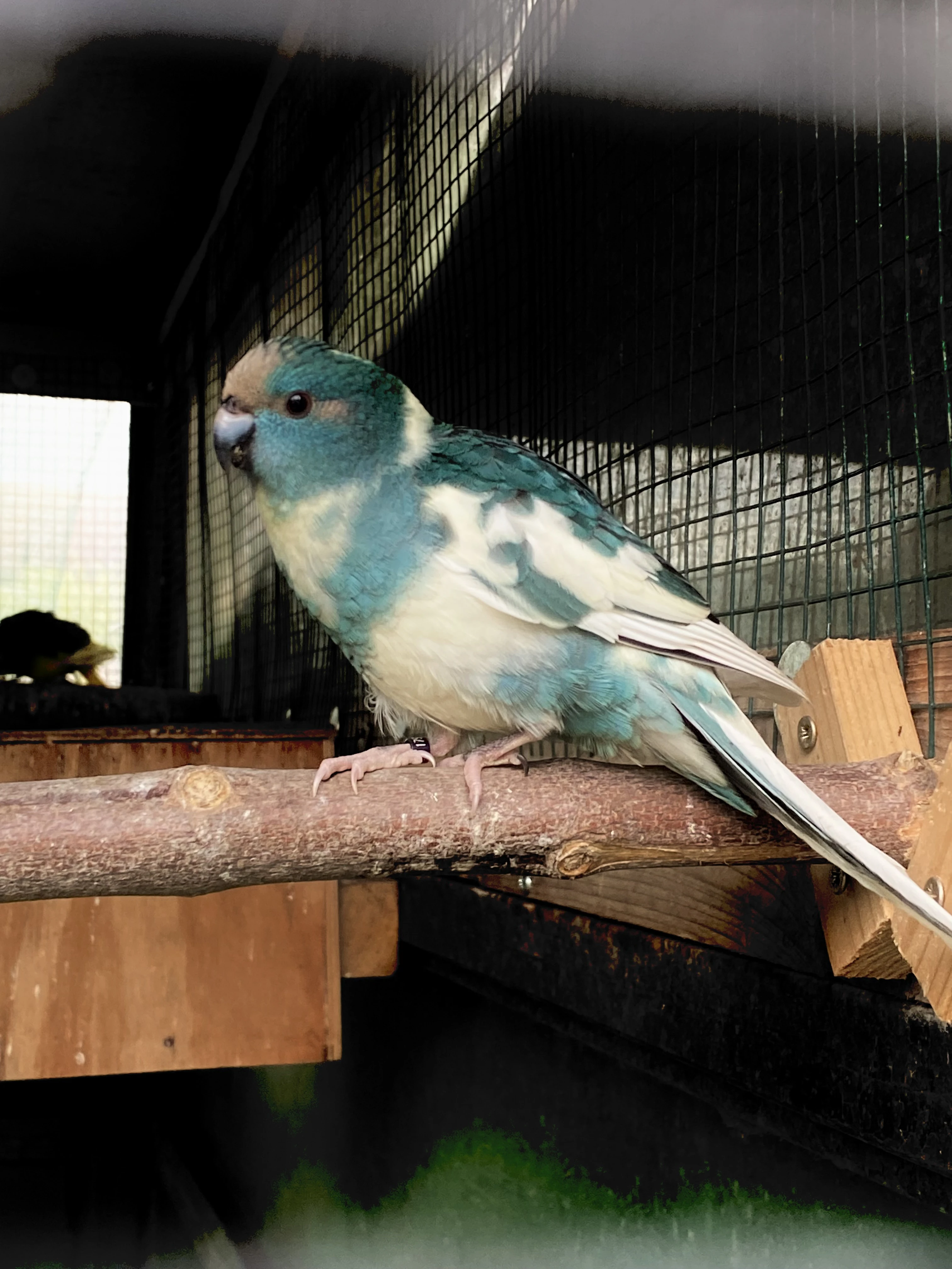 Kakariki modrý a modrá straka