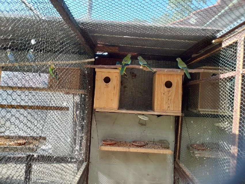 Neoféma modrohlavá odchov