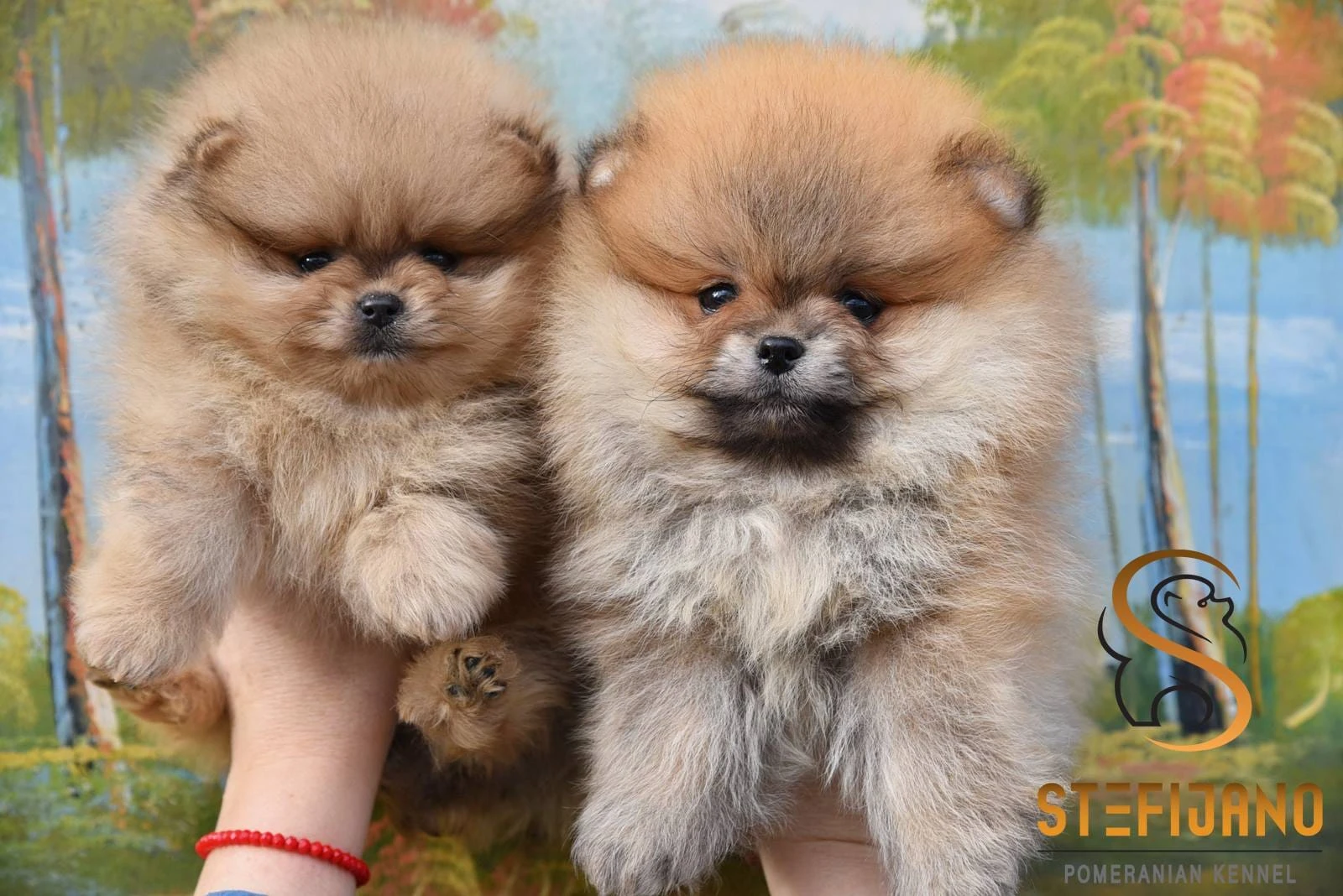 Pomeranian BOO štěňata