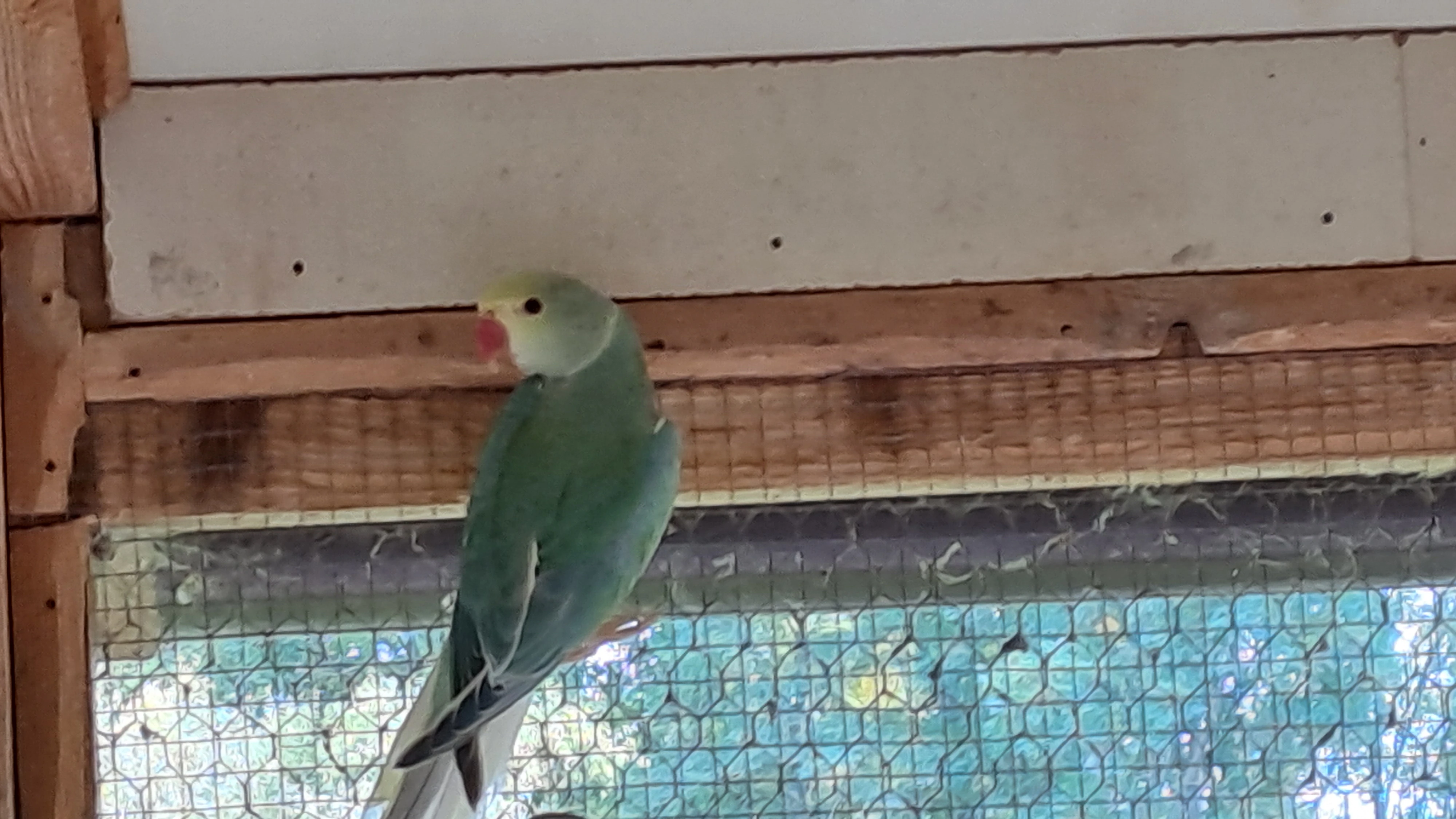 Prodám Alexandra malého HO