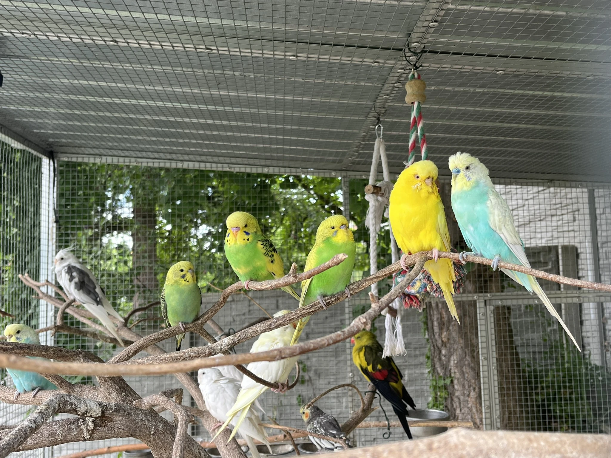 Letošní mladé andulky z venkovní voliéry