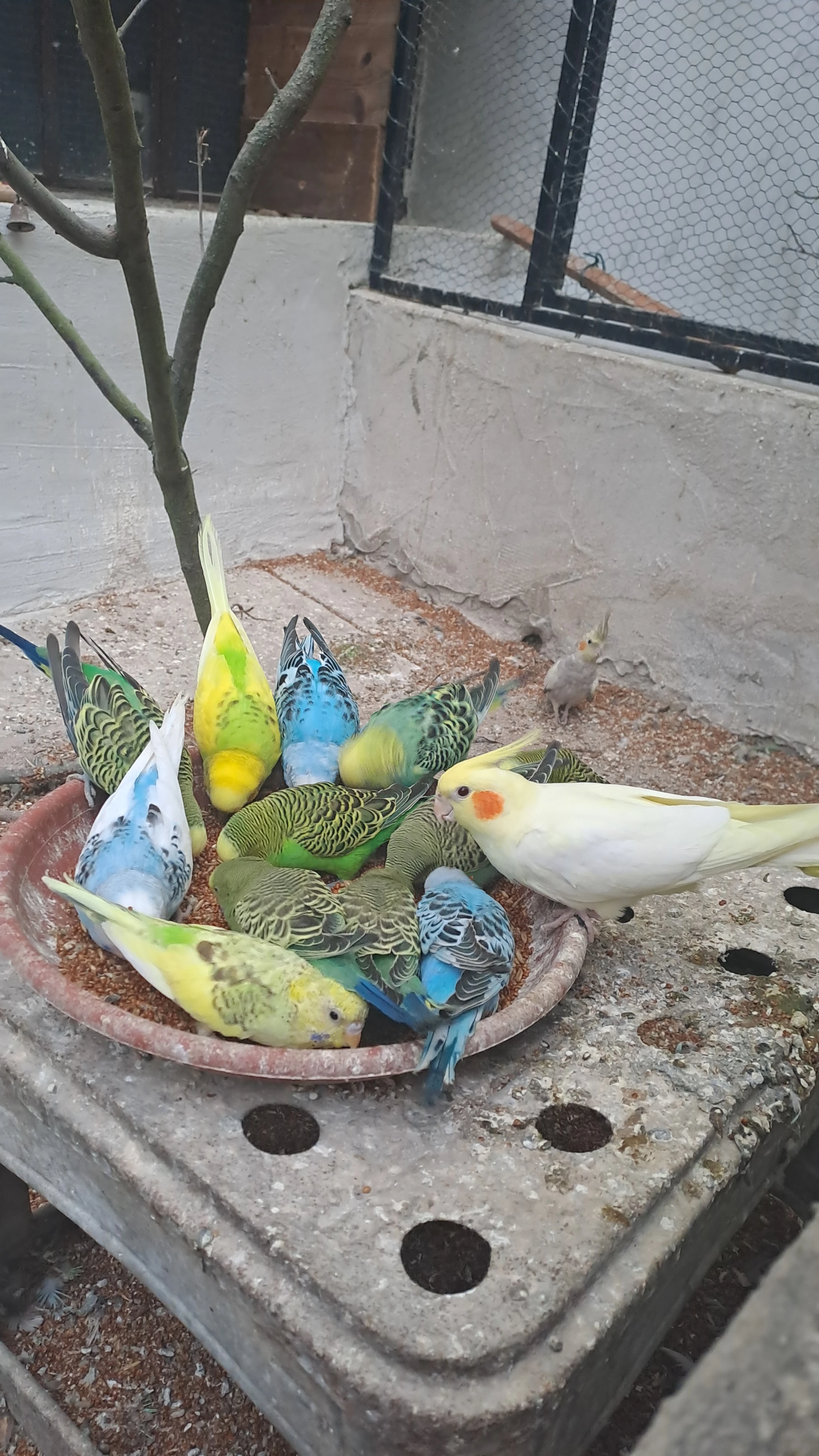 Prodám letošní andulky