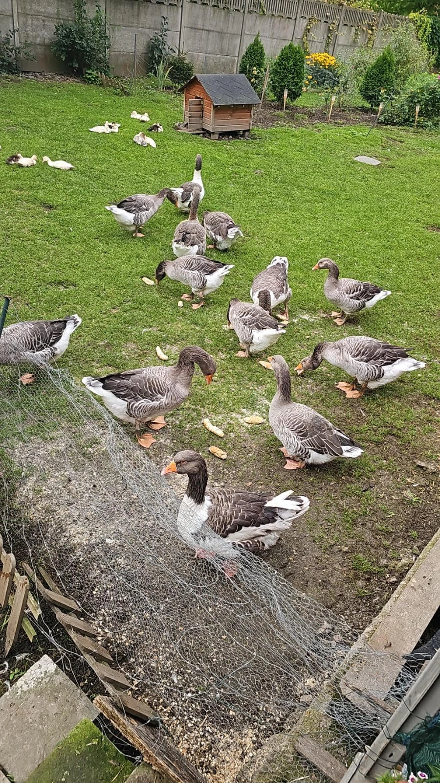 Prodám husy landeské