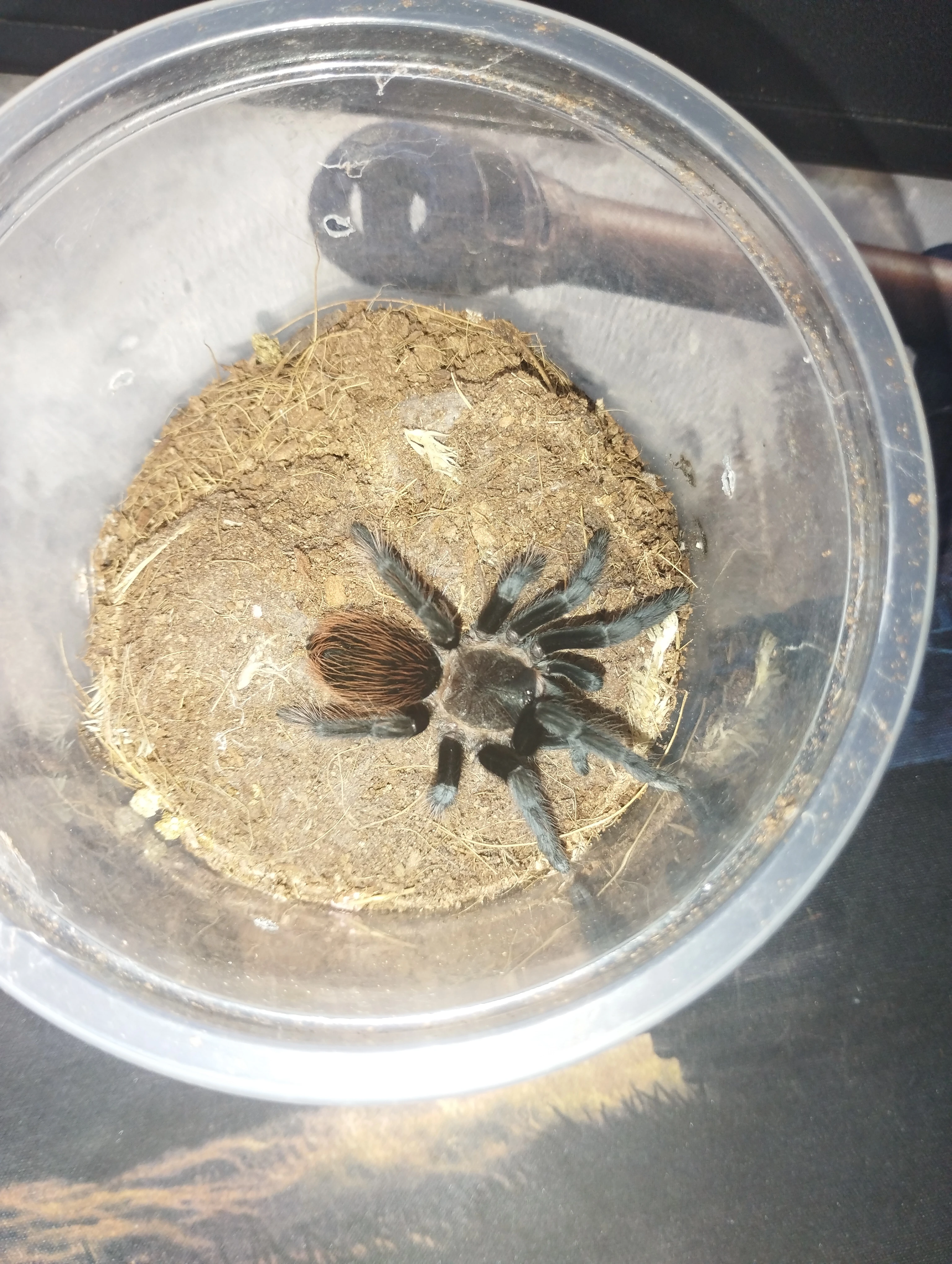 Tliltocatl vagans (Brachypelma)