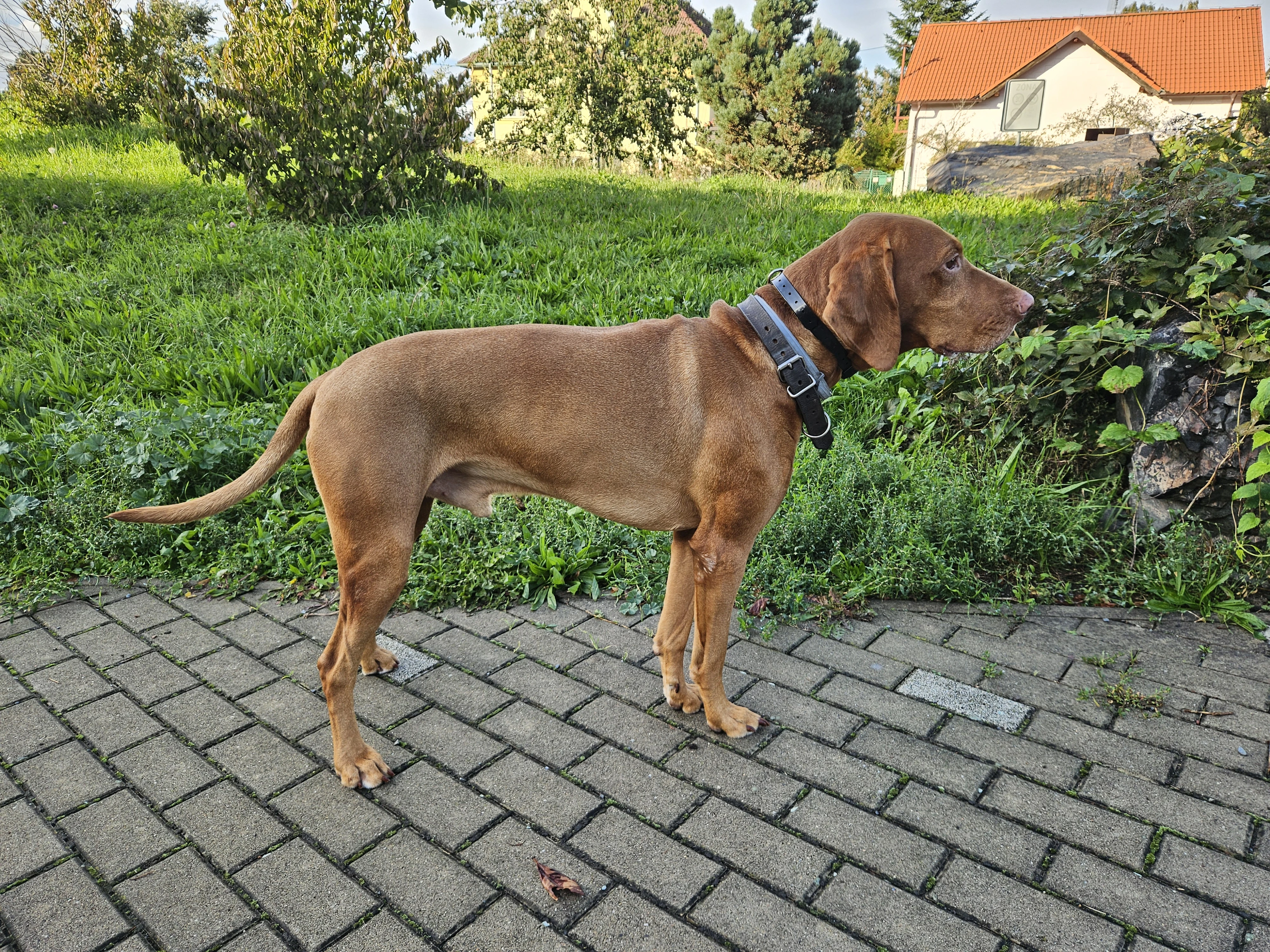 Maďarský ohař krátkosrstý – pes s PP, 4 roky, prodej z rodinných důvodů