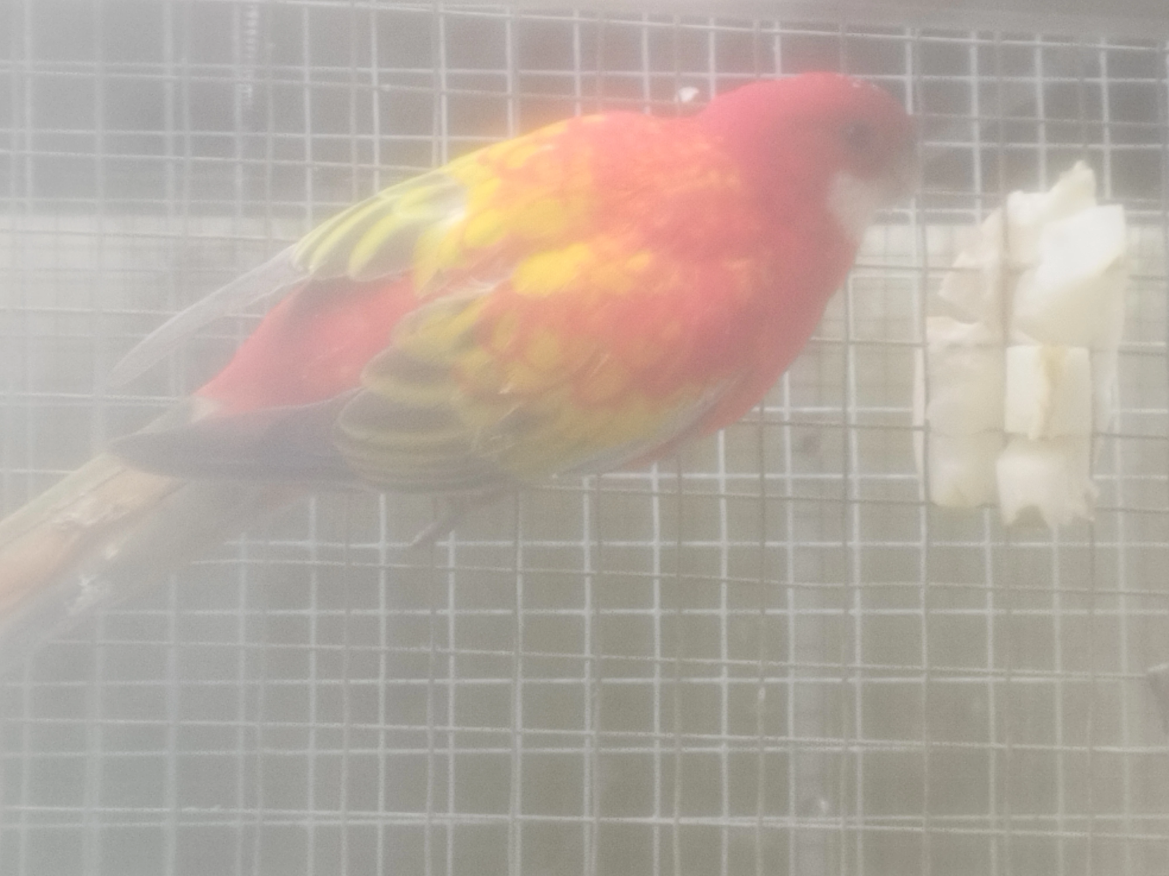 Prodám rosela pestrá gold gold opálín