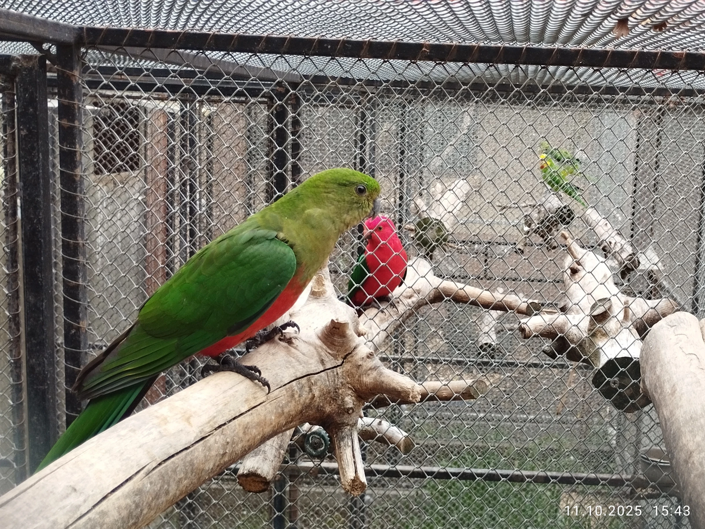 Papoušek královský s DNA