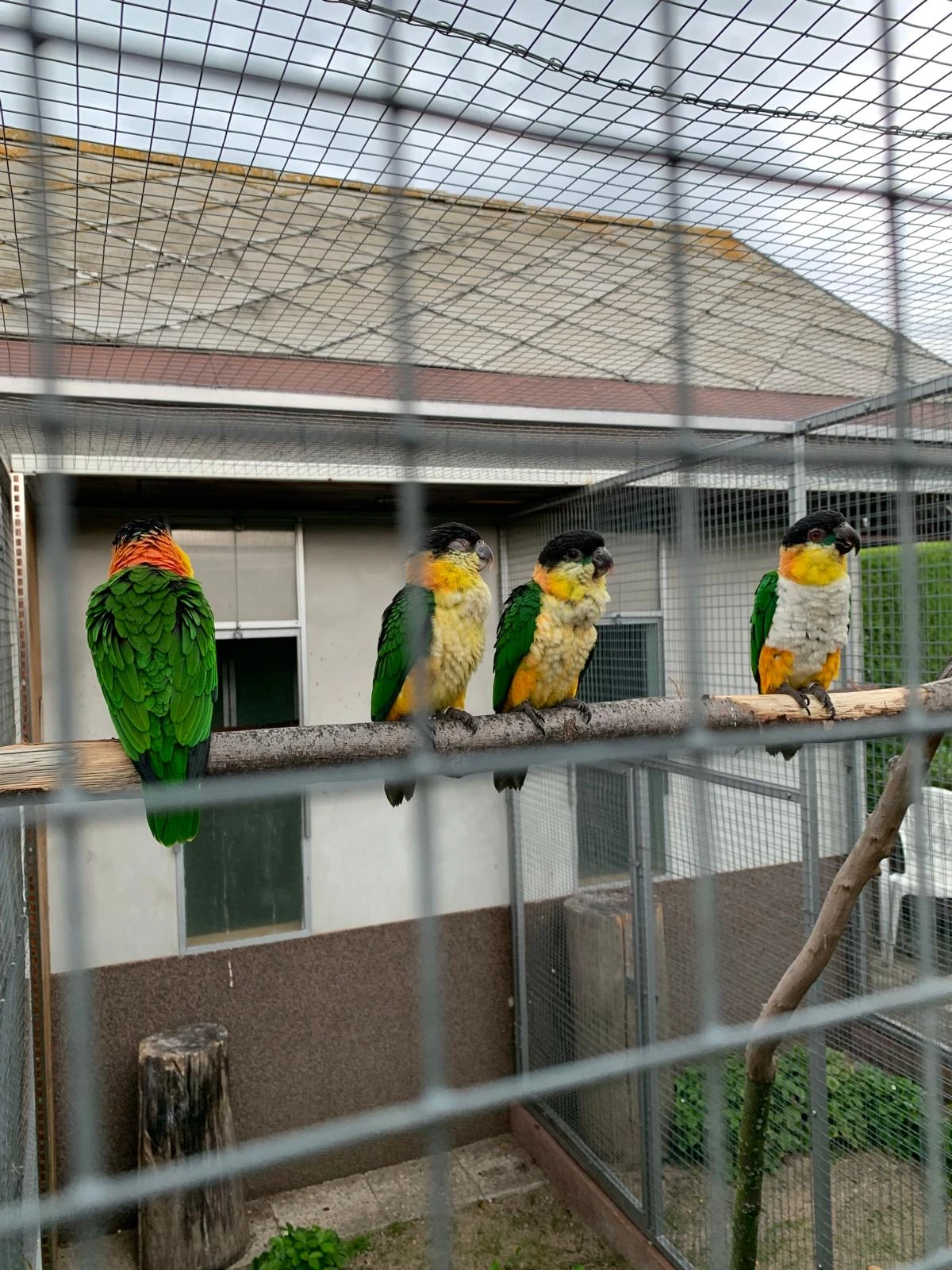 Amazonek černotemenný pár