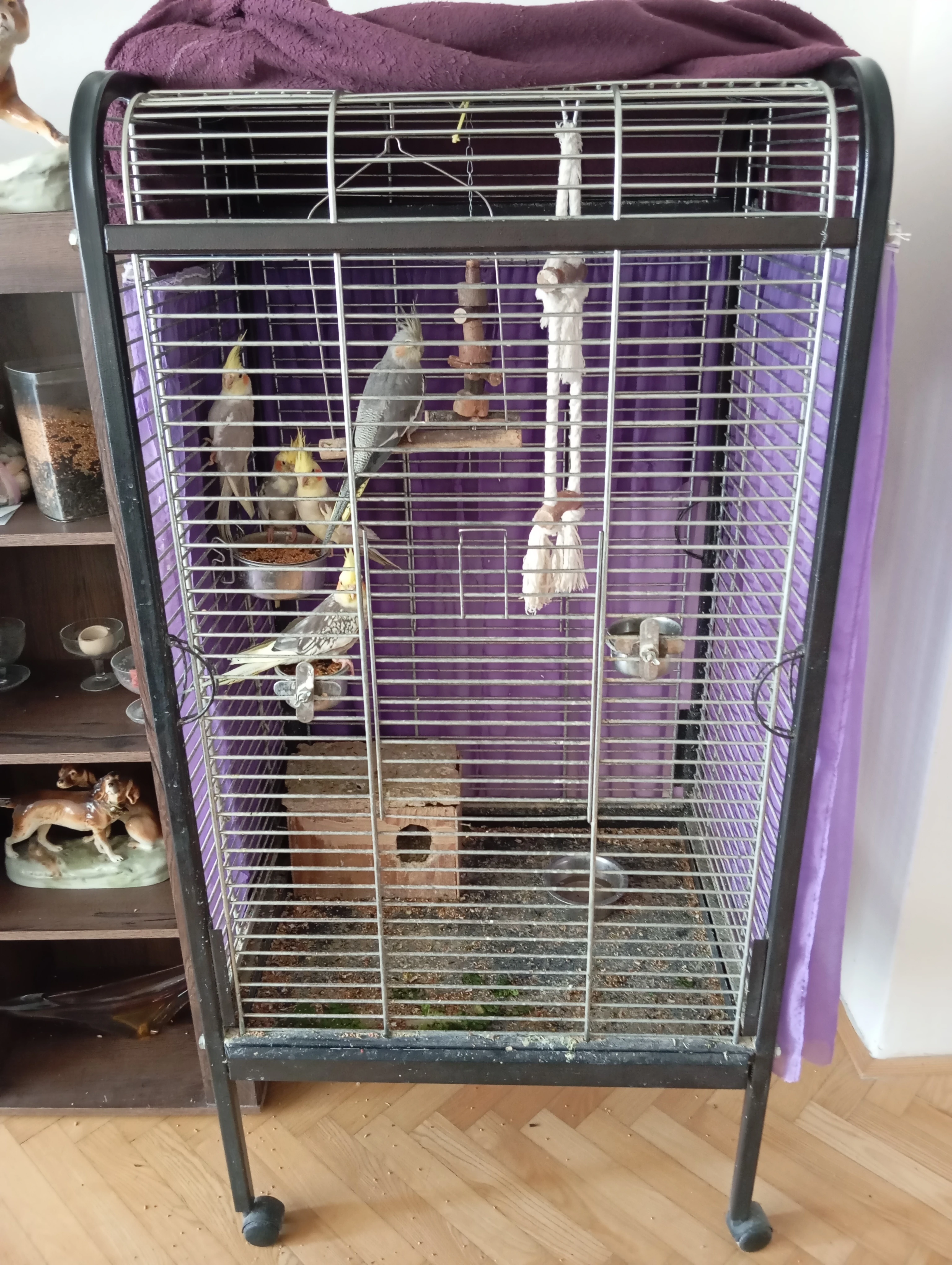 Prodám klec i s korelami