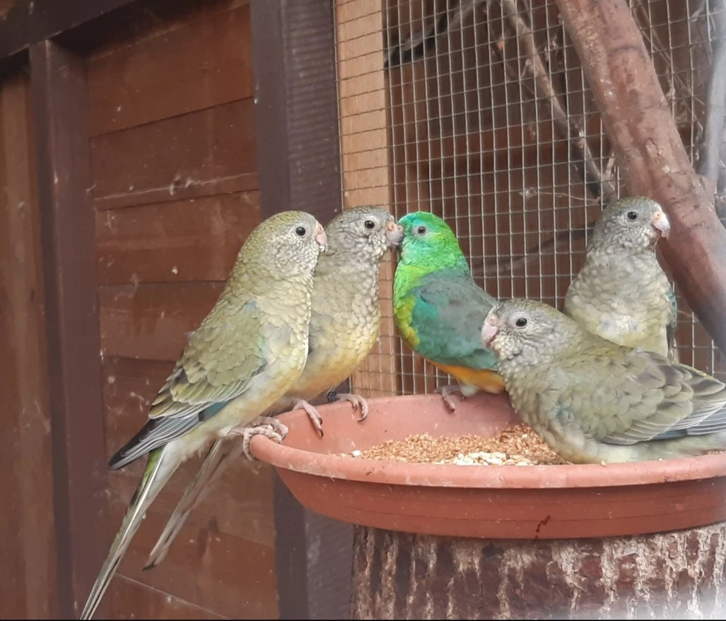 Papoušek zpěvavý (přírodní) - prodej