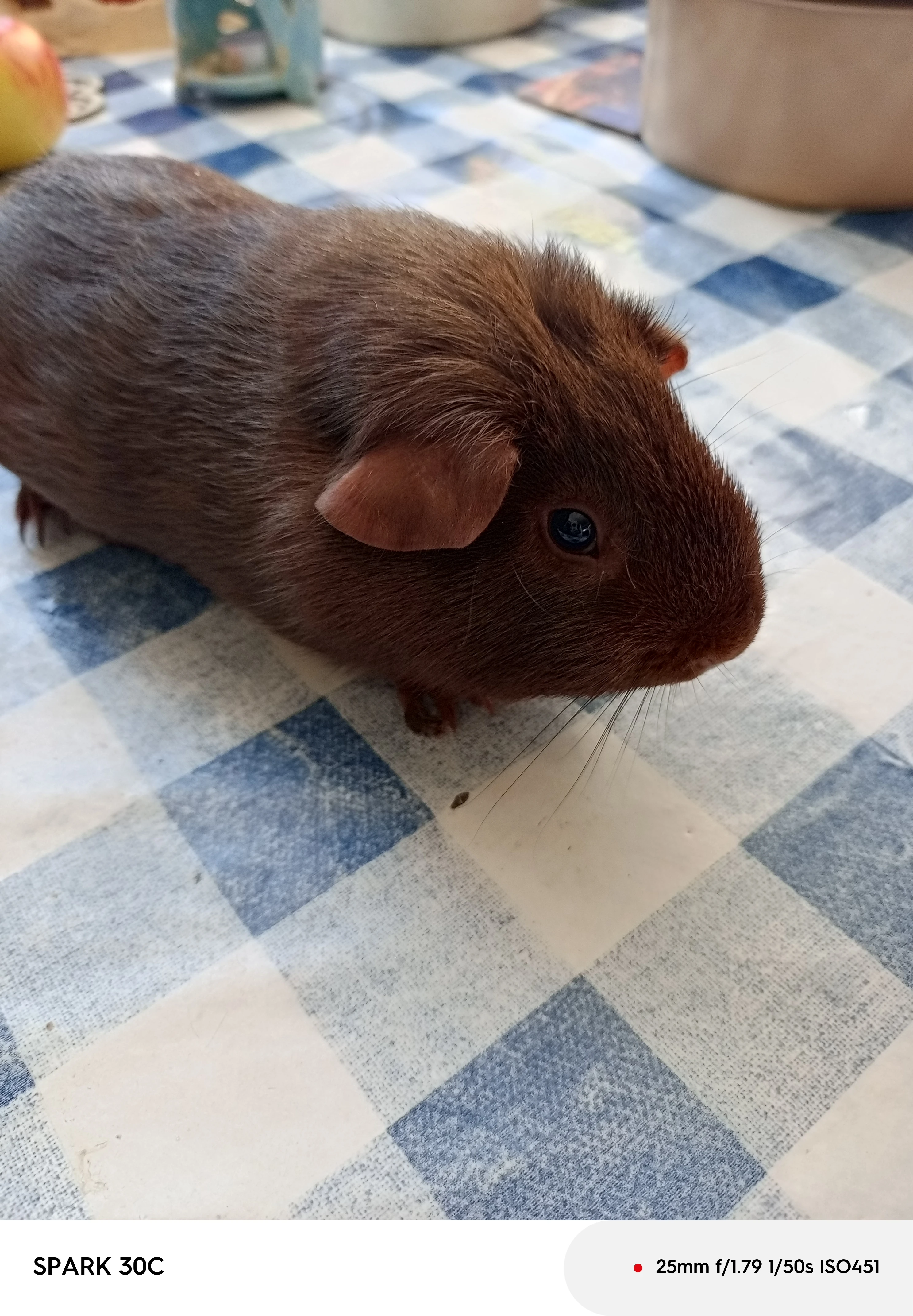 Prodám samečka morčete s PP