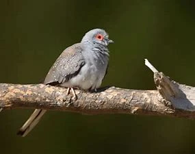 Holoubek diamantový