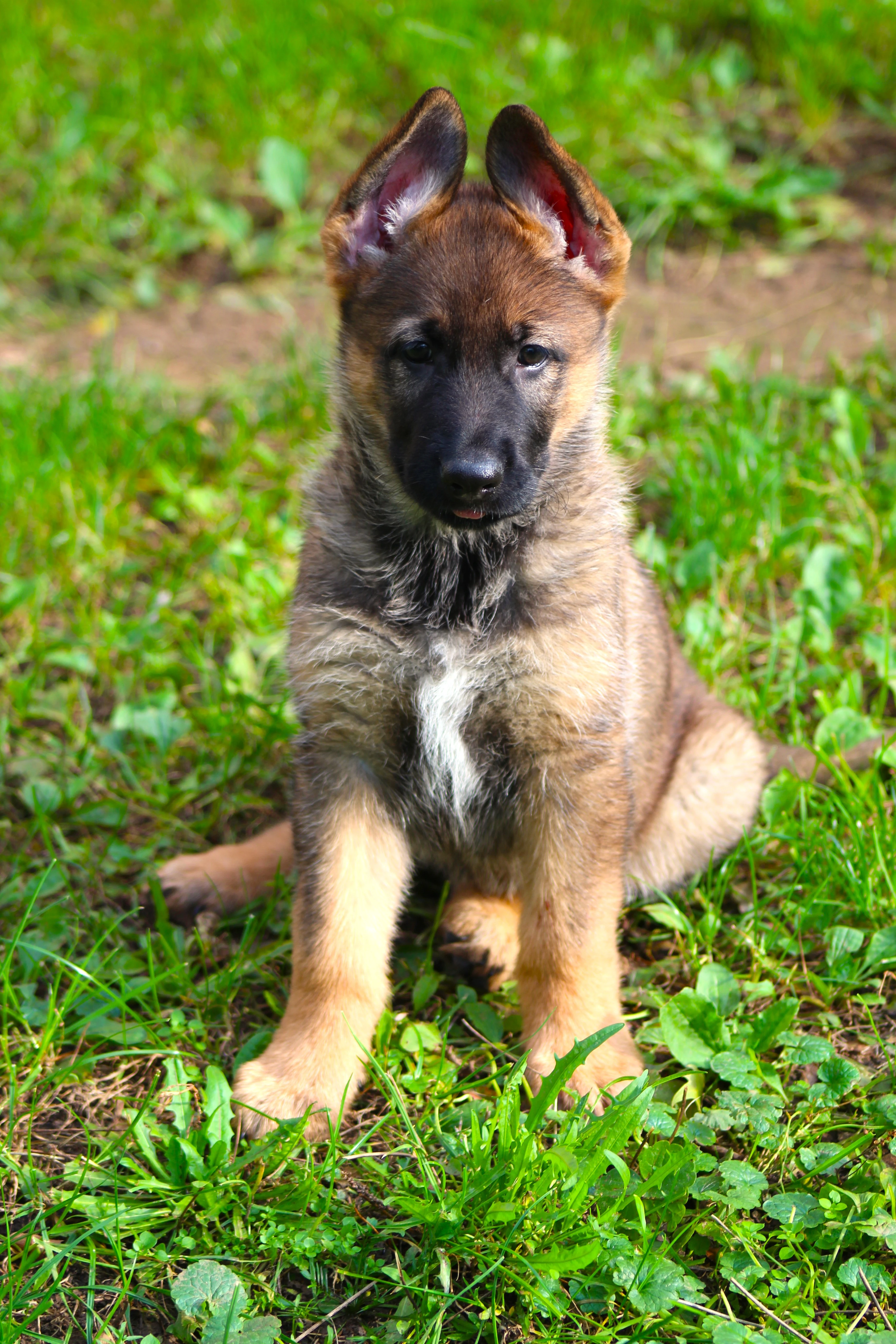 Německý ovčák - štěňata s PP