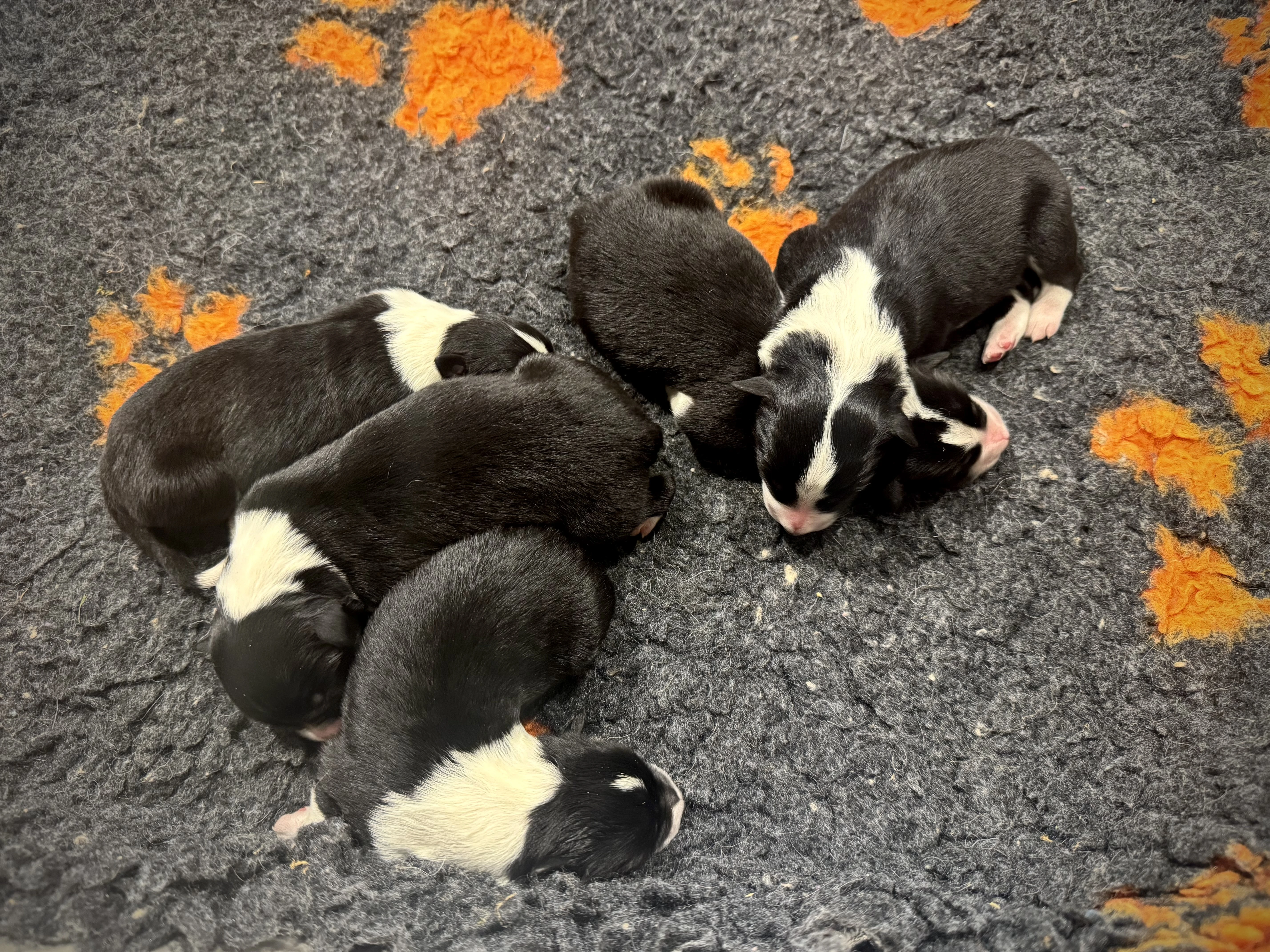 Border Kolie s PP čmku/fci - 2x fena, 3x pes