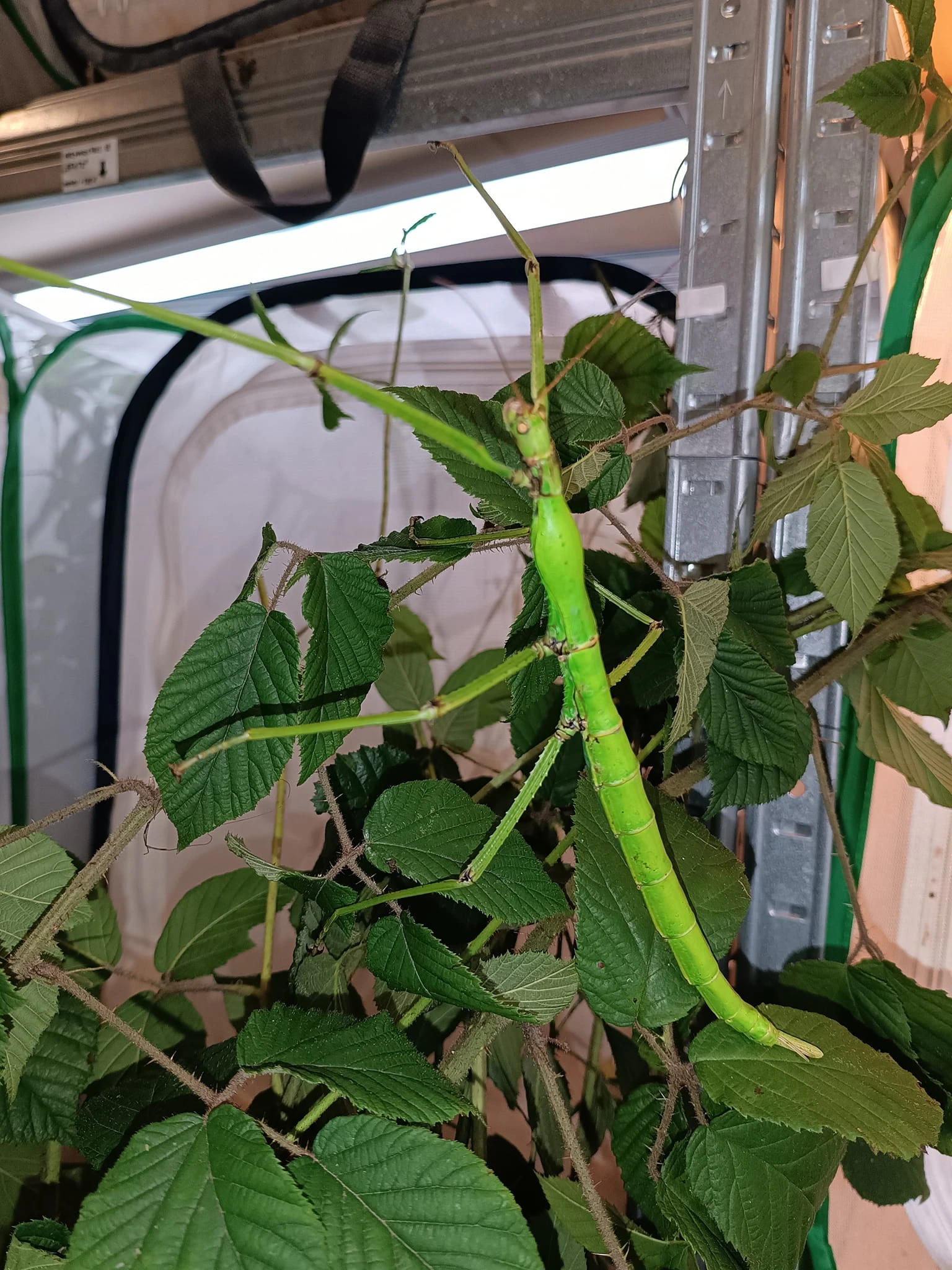 Strašilky, největší nabídka v ČR