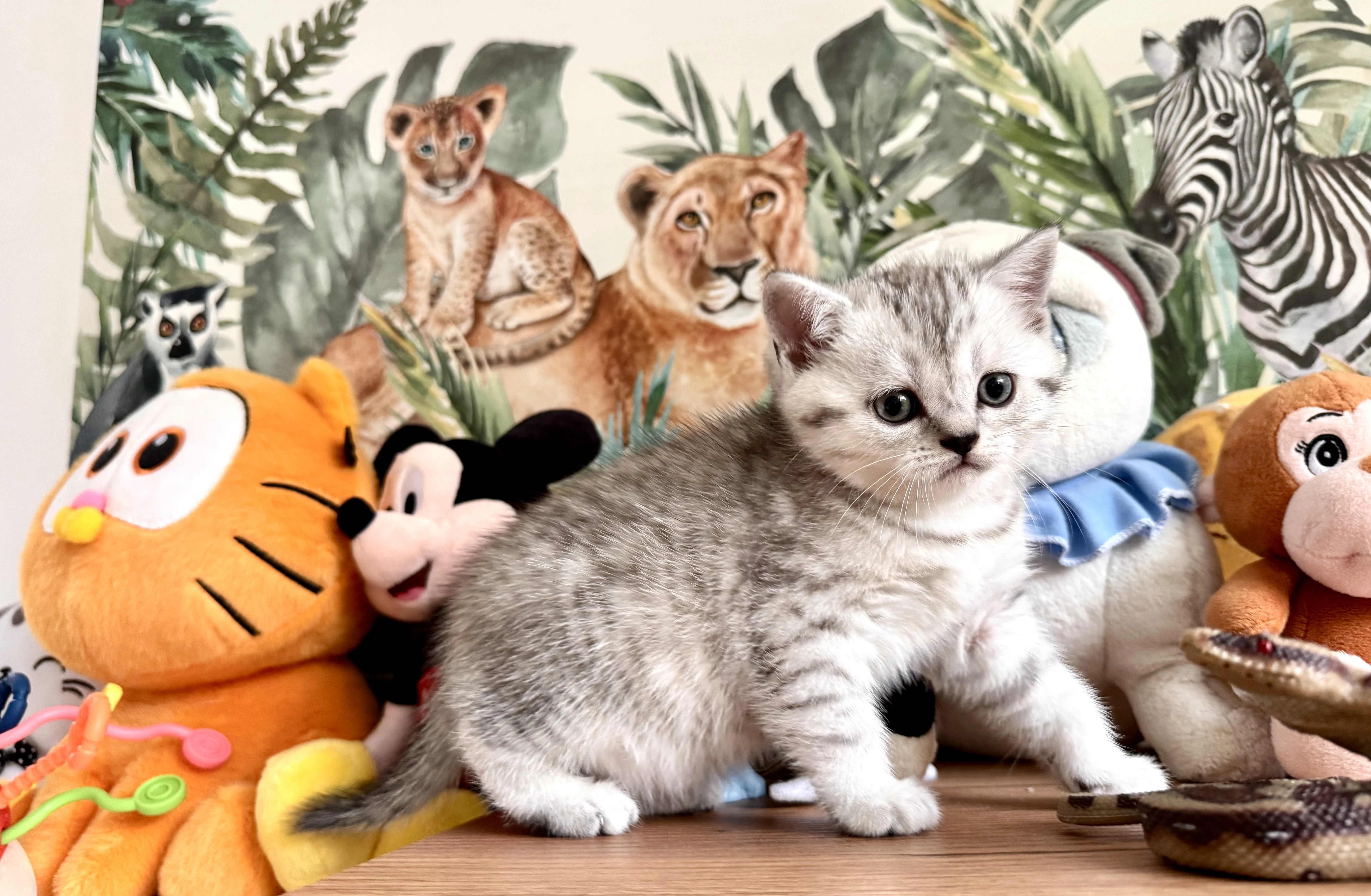 Skotska klapoucha kocka, scottish straight s PP