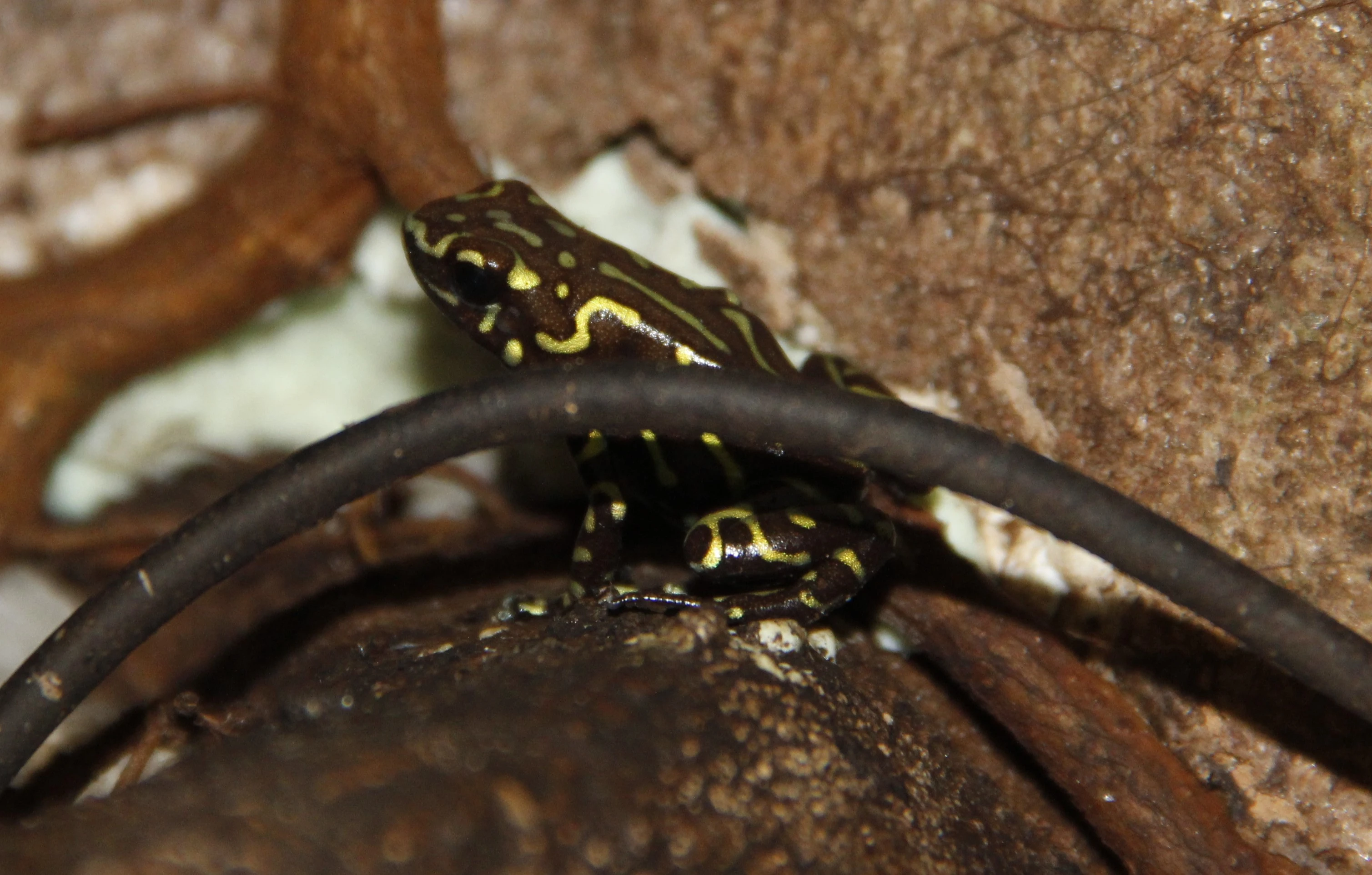 Pralesnička batiková