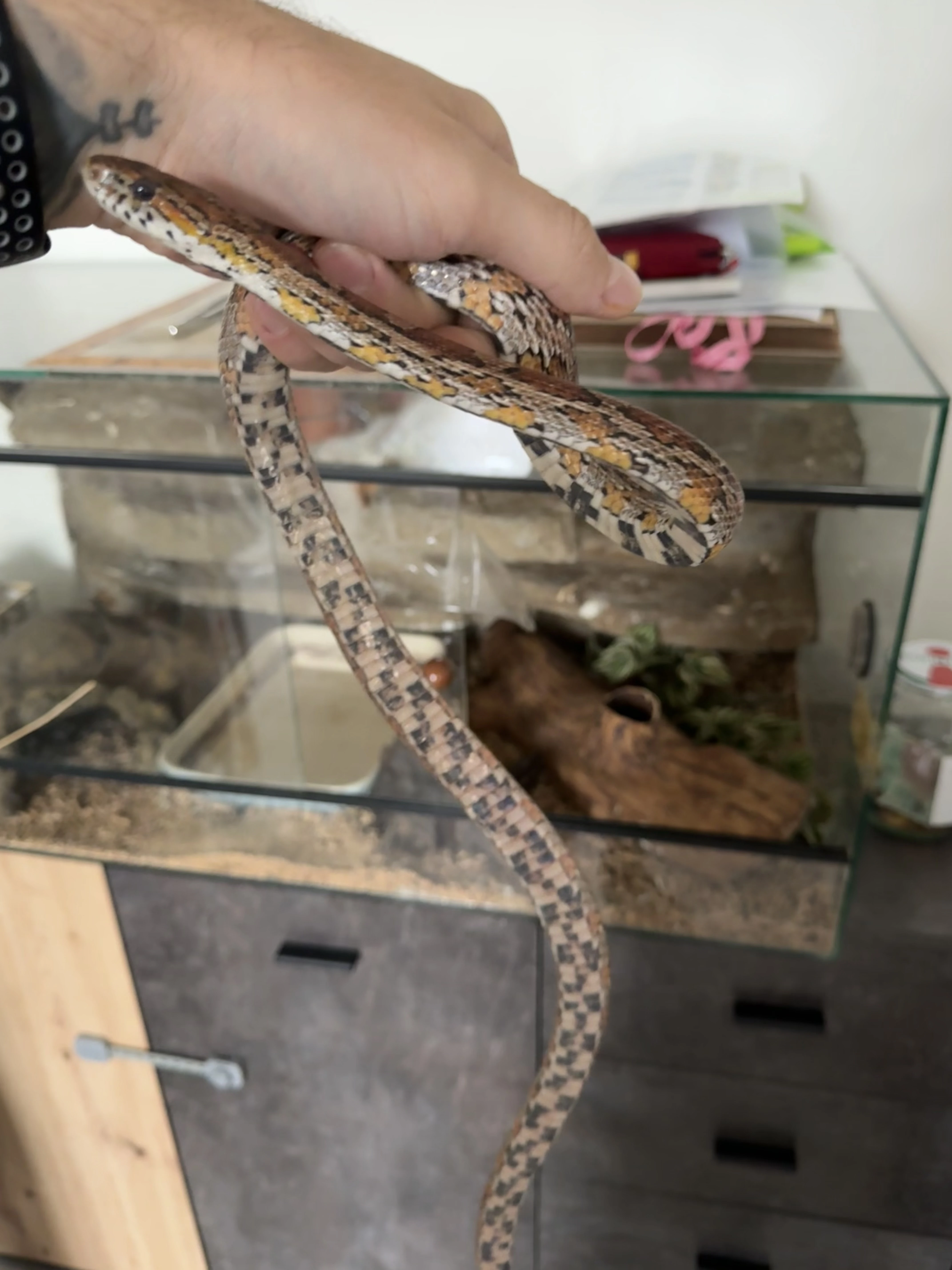 Prodám hada i s teráriem