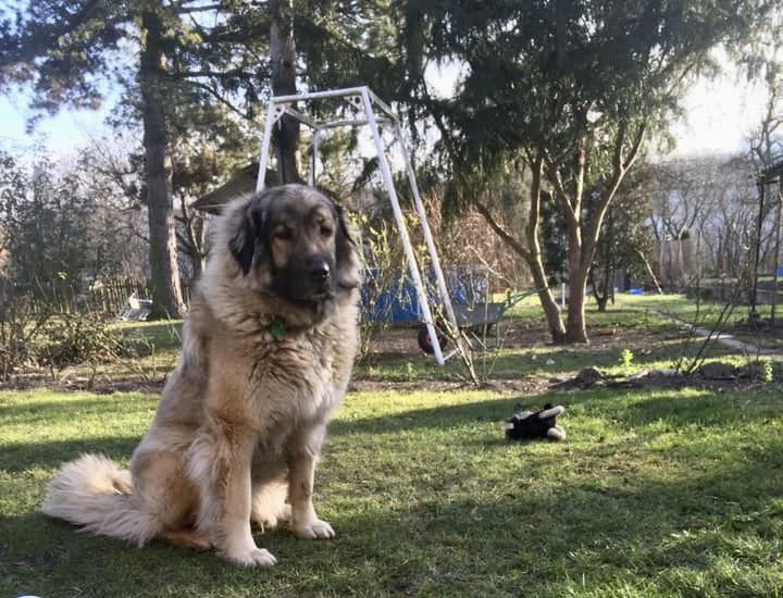 Šarplaninci / čistokrevná