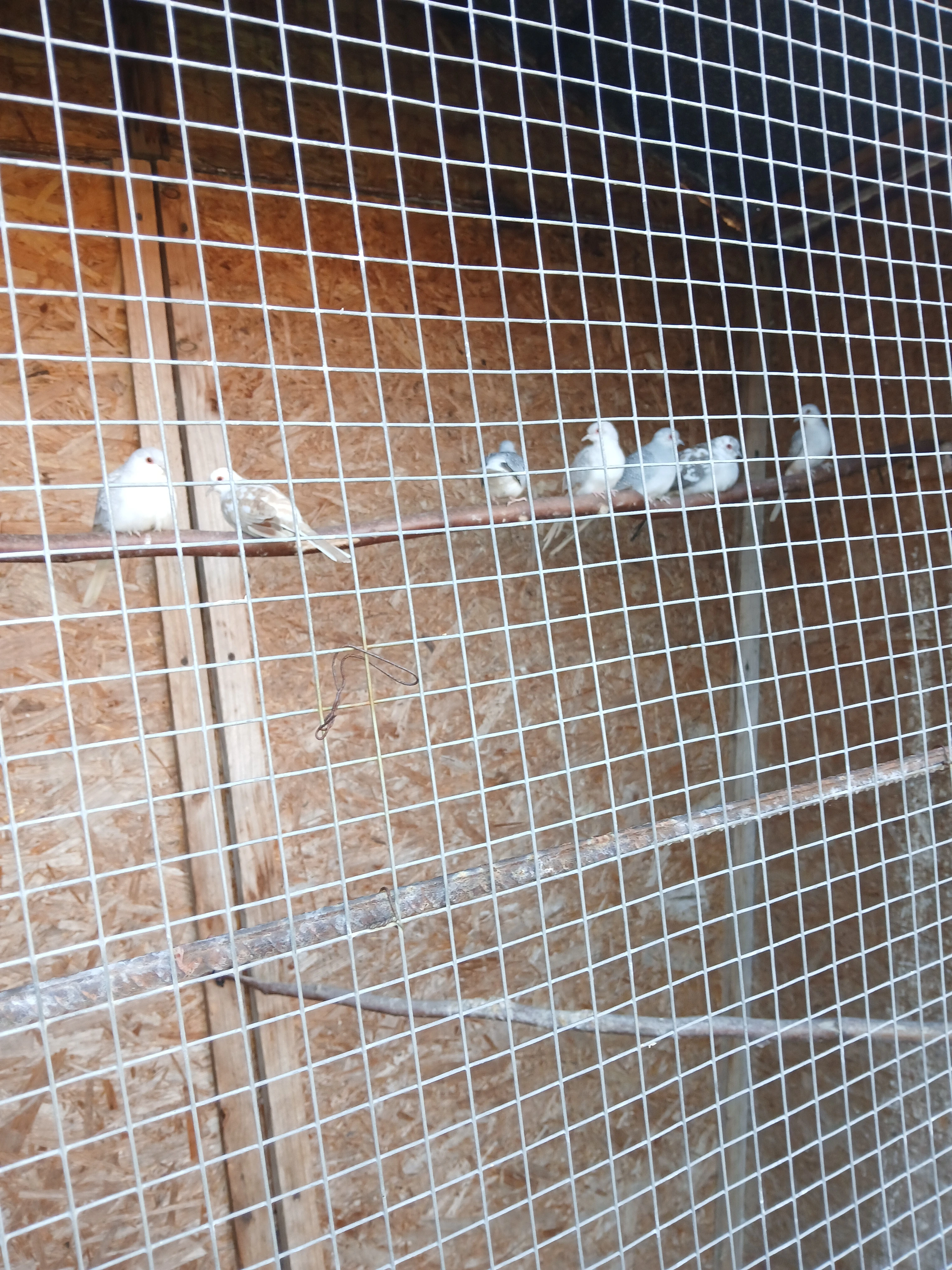 Holoubek diamantový