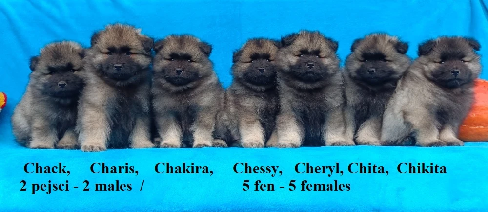 Německý špic vlčí / keeshond prodám krásná štěňata s PP