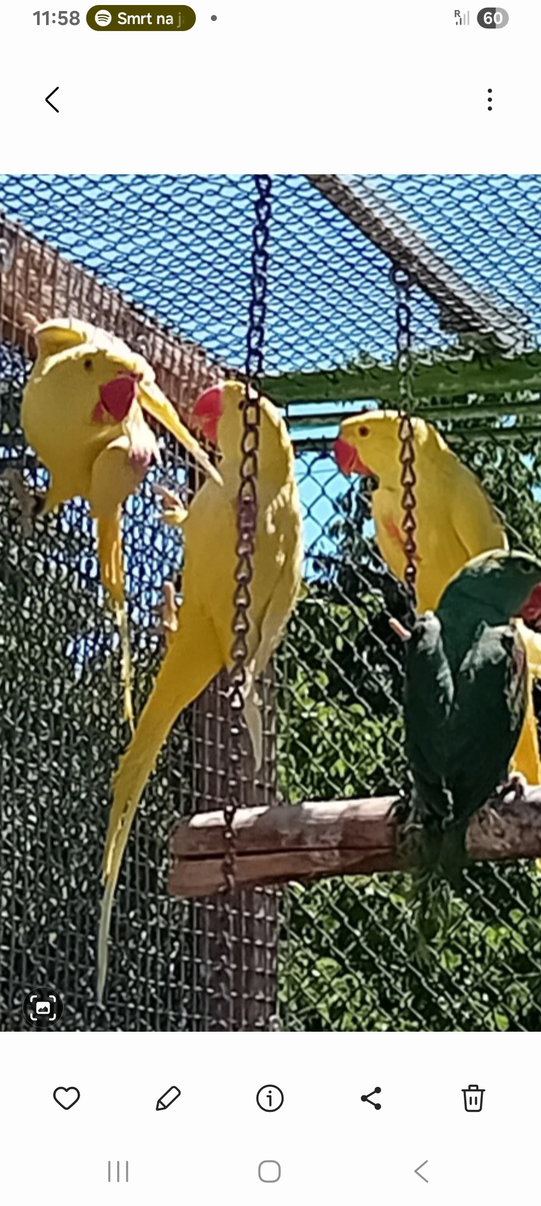 Alexander veľký-lutino