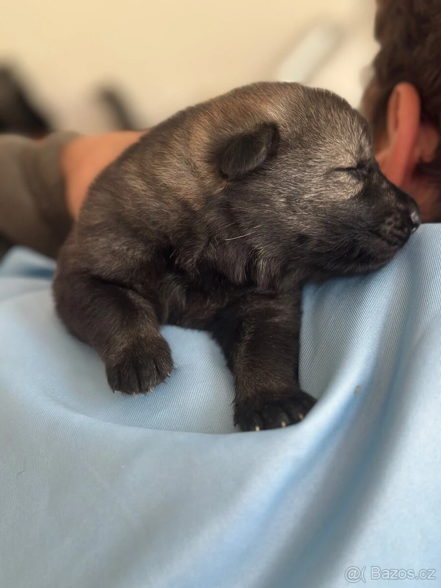 Německý ovčák štěňata s PP