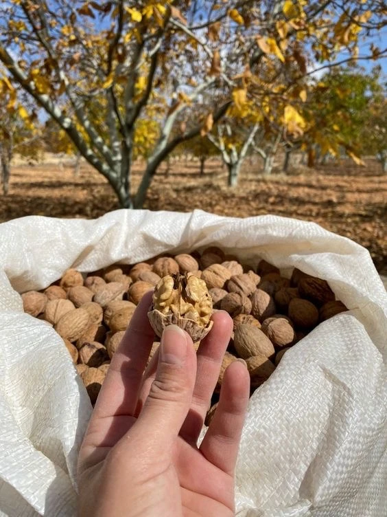 Nabízím k prodeji letošní vlašské ořechy-neloupané