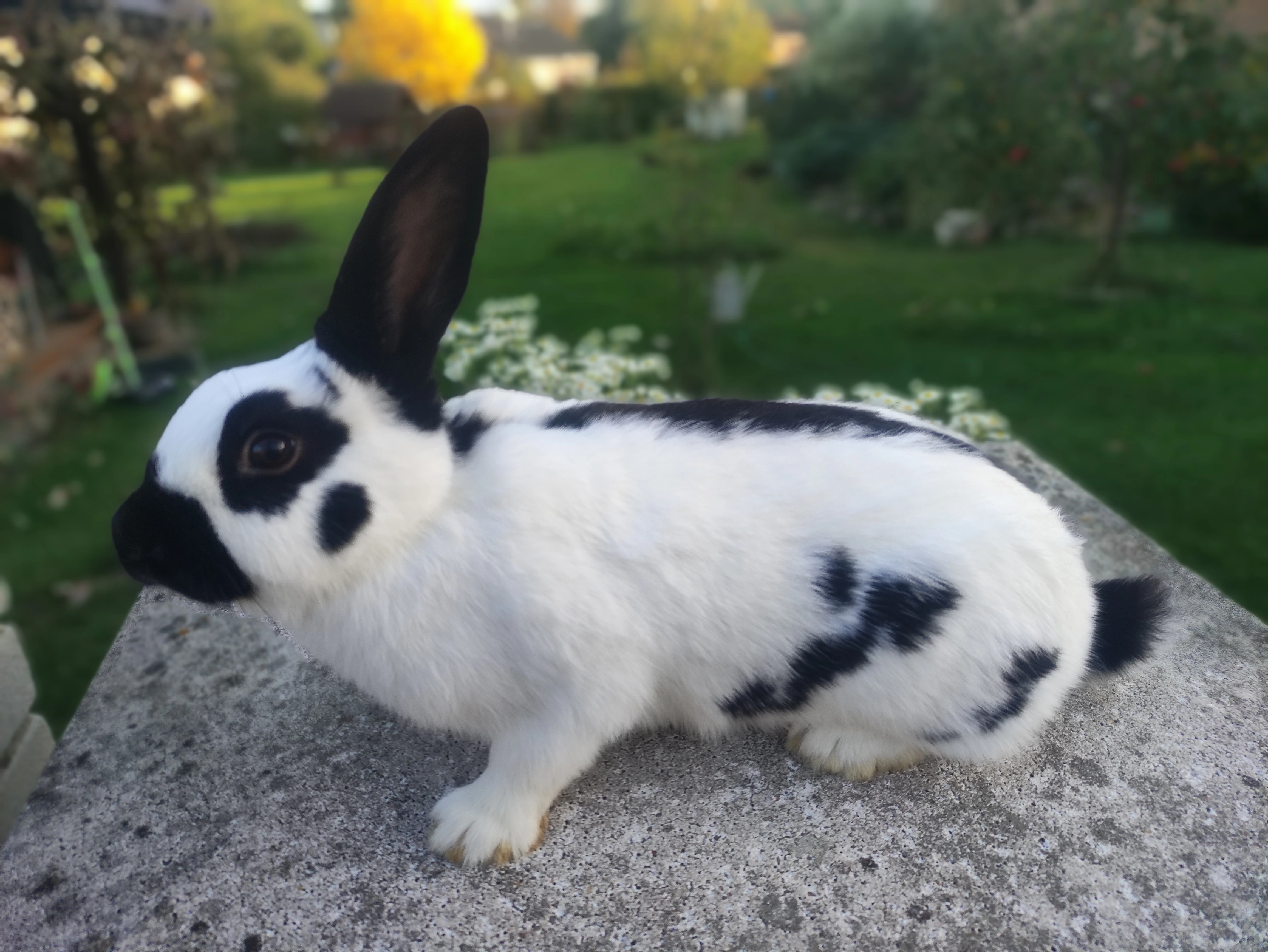 Prodám Českeho strakáče