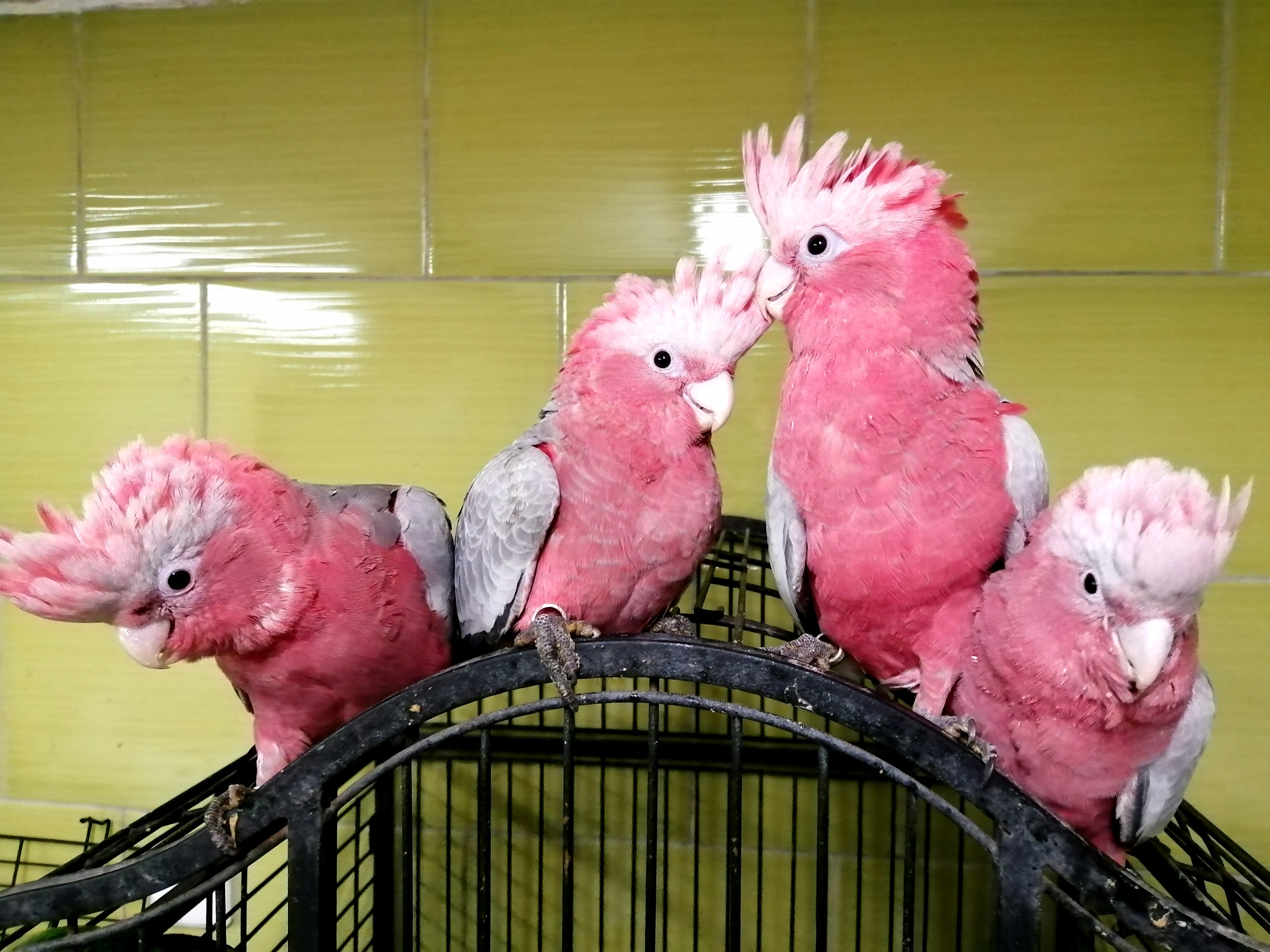 Kakadu růžový - ochočené,