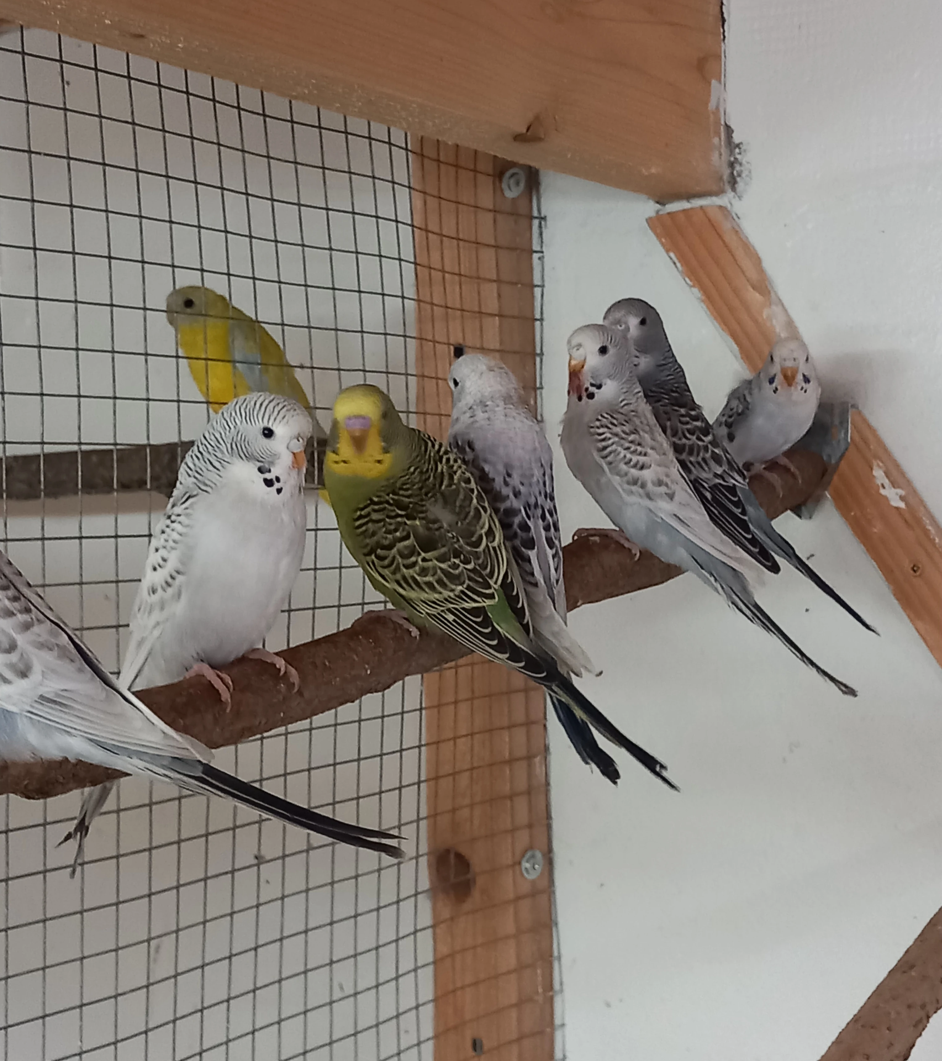 Andulky, štěpí blackwings