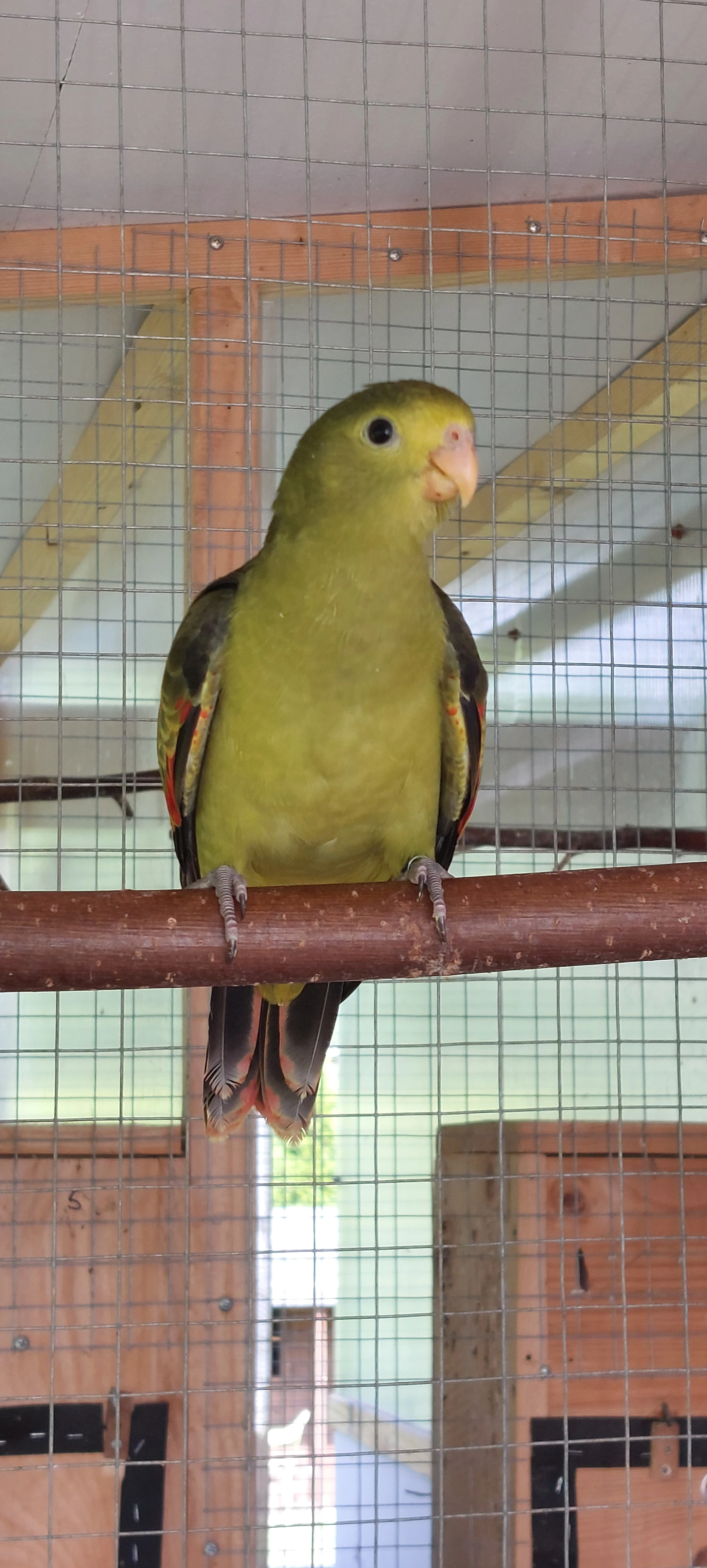 Červenokřídlý šedozelený,  žlutý