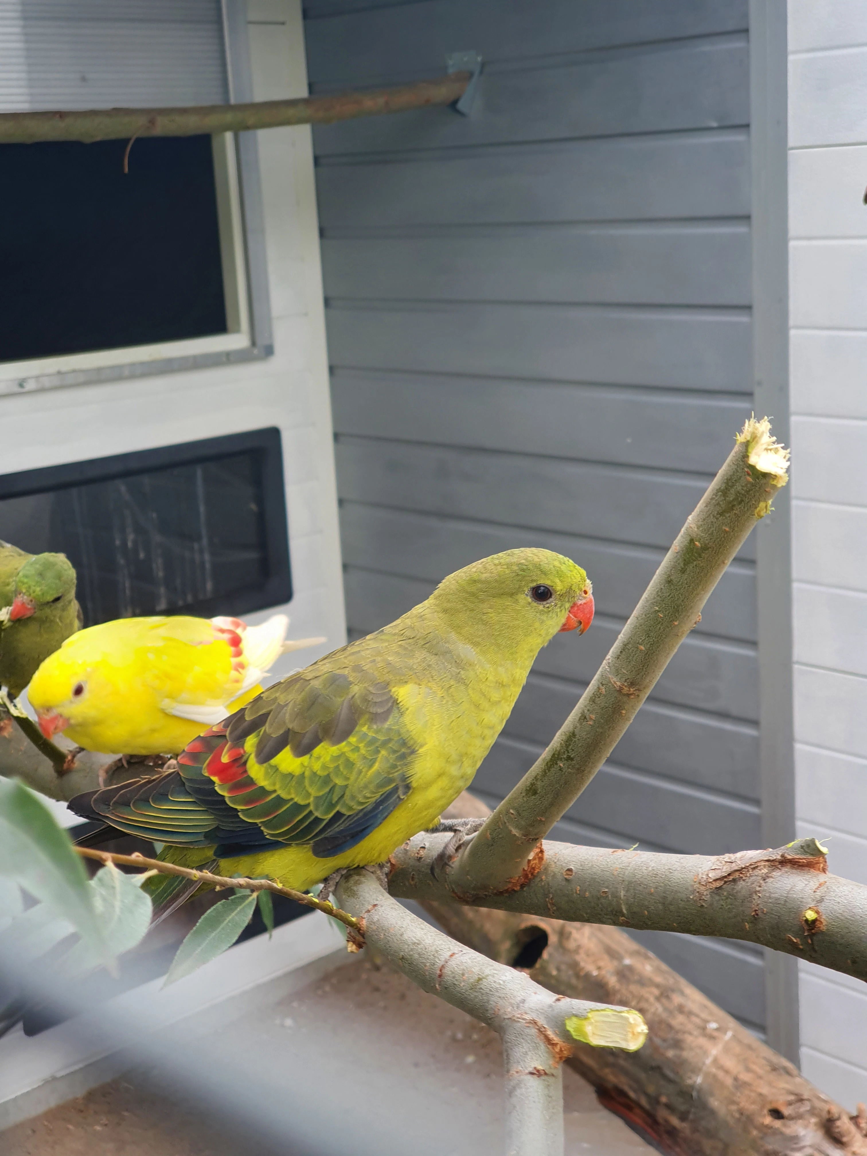 Horsky/lutino,kakadu ruzovy lutino