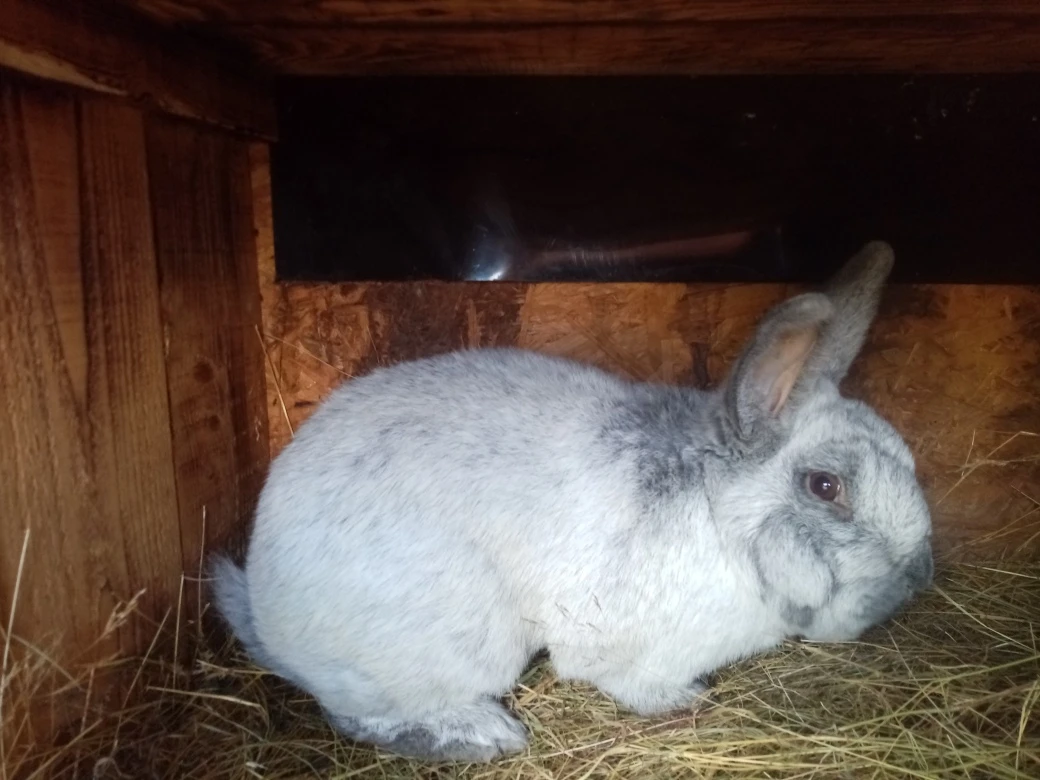 Velký světlý stříbřitý