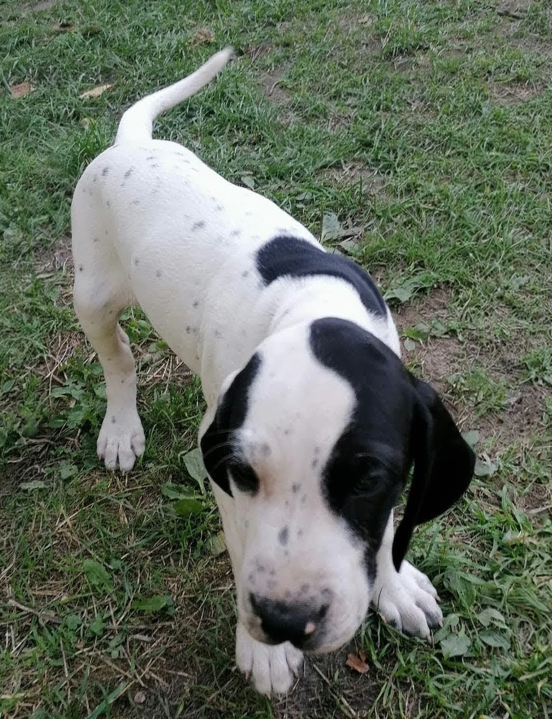 Štěňata Auvergneského ohaře